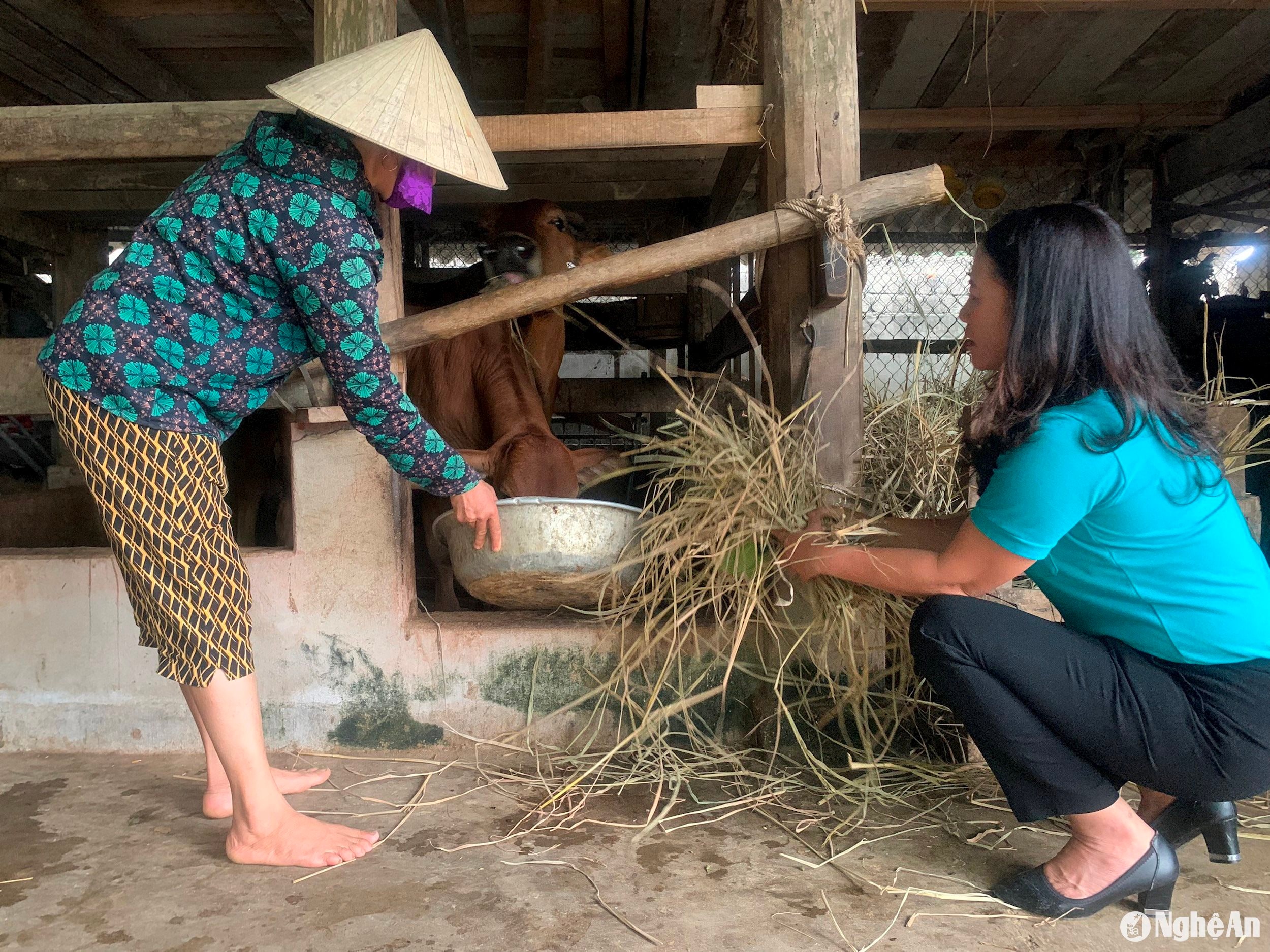 Tổ trưởng tổ tiết kiệm vay vốn Thanh Lĩnh kiểm tra mô hình vay vốn