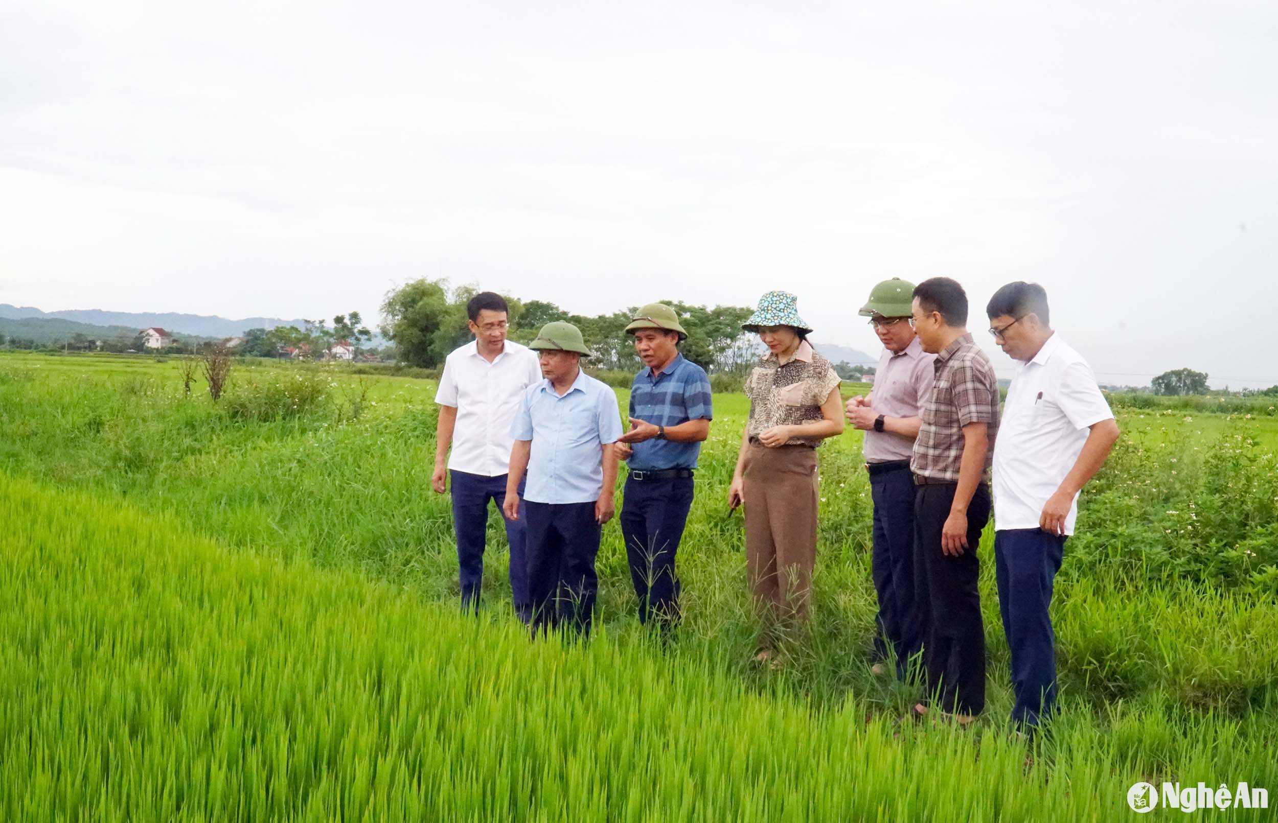  Kiểm tra tình hình sản xuất lúa hè thu tại huyện Hưng Nguyên. Ảnh- Phú Hương