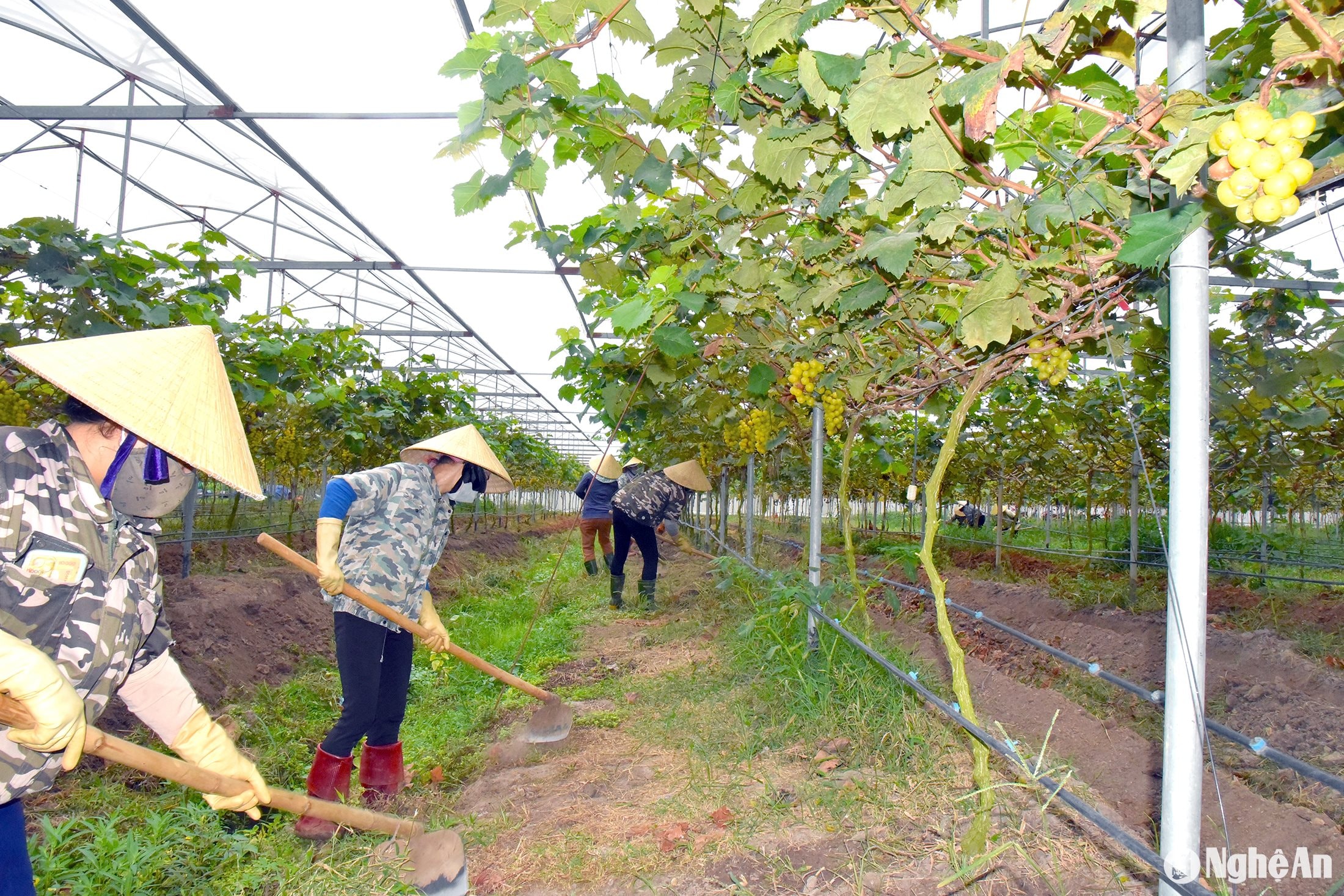 Sản xuất nho hữu cơ tại Trang trại Sunmart (TX. Thái Hòa). Ảnh: HT