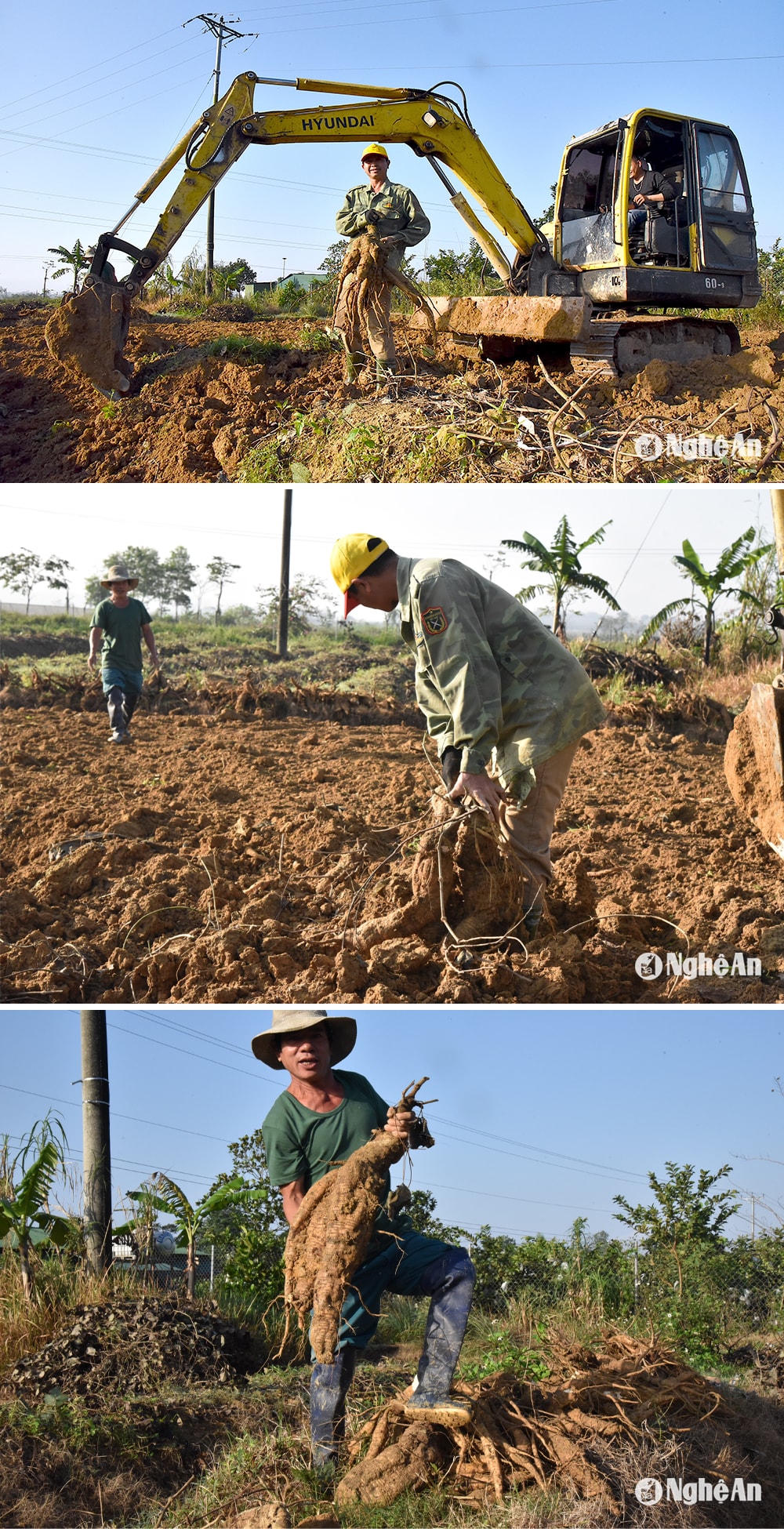 Người dân thu hoạch sắn dây-Ảnh PV