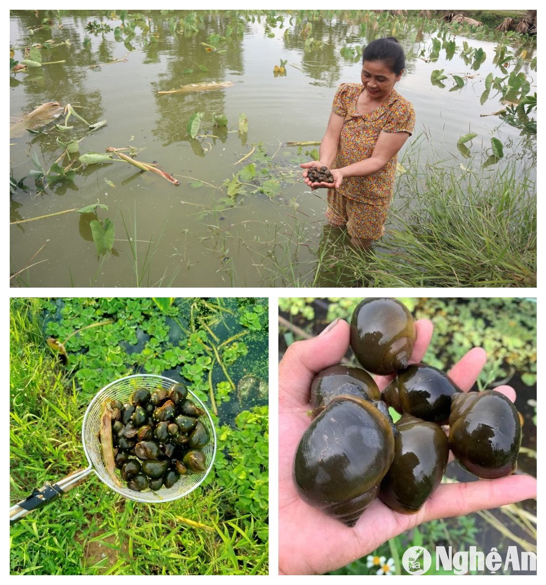  Mô hình ốc bươu đen, cá-lúa hoặc cá-sen đang được nhiều địa phương áp dụng với diện tích thấp trũng. Ảnh: T.P