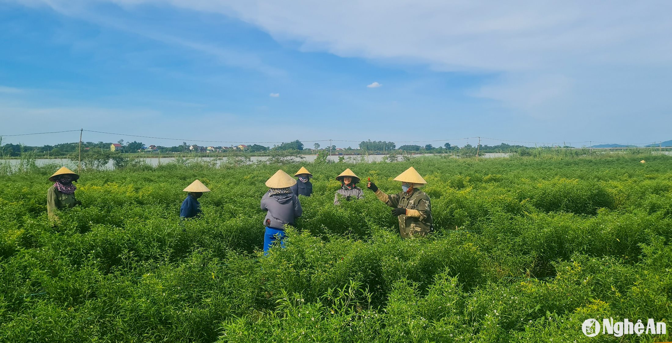 Nông dân huyện Nam Đàn thu hoạch ớt cay xuất khẩu. Ảnh: T.H