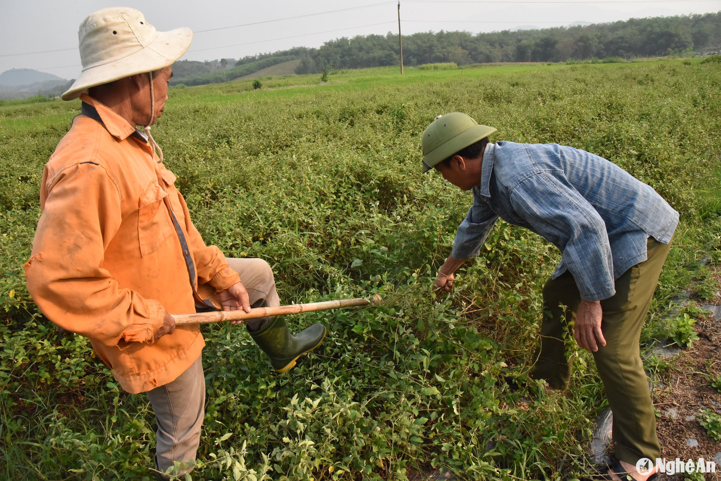 Ông Nguyễn Thế Dũng (bên trái) trồng 6 sào cà gai leo cho thu nhập ổn định