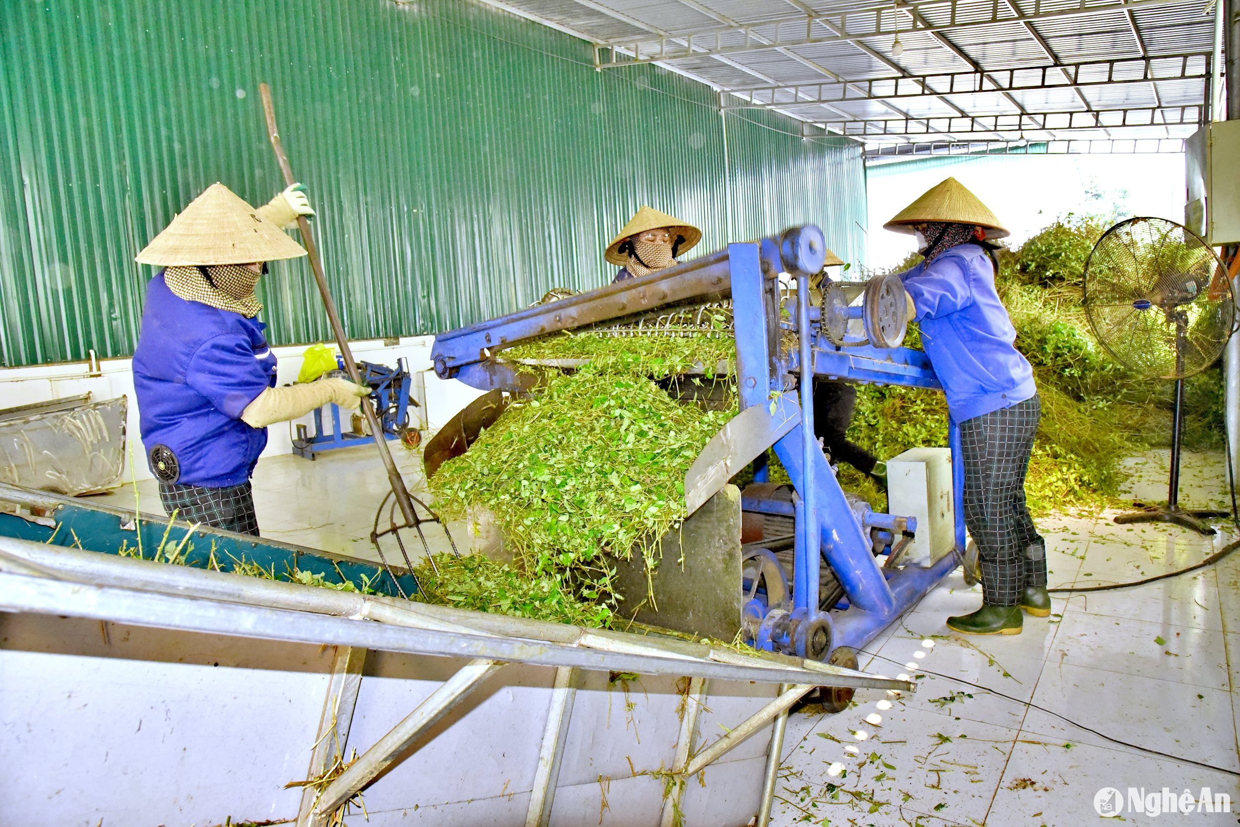 Sản xuất dược liệu sạch tại huyện Con Cuông.