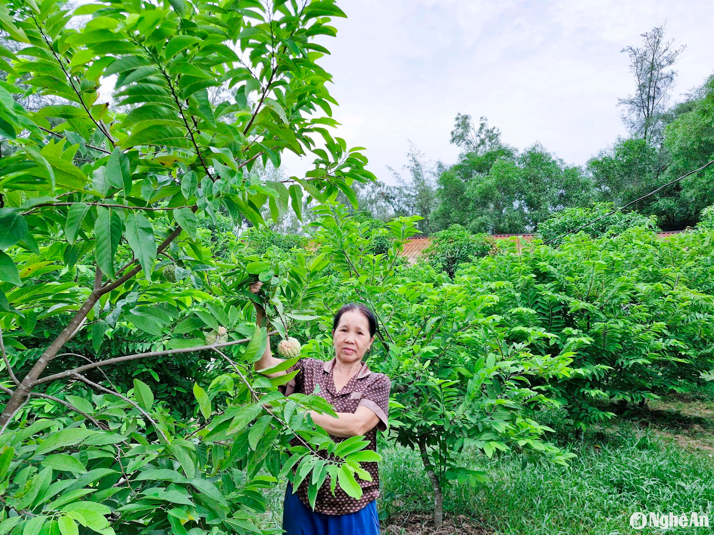 Cây na trở thành cây trồng chủ lực trong phát triển kinh tế vườn hộ ở các xã ven đô thành phố Vinh. Ảnh: Thanh Phúc