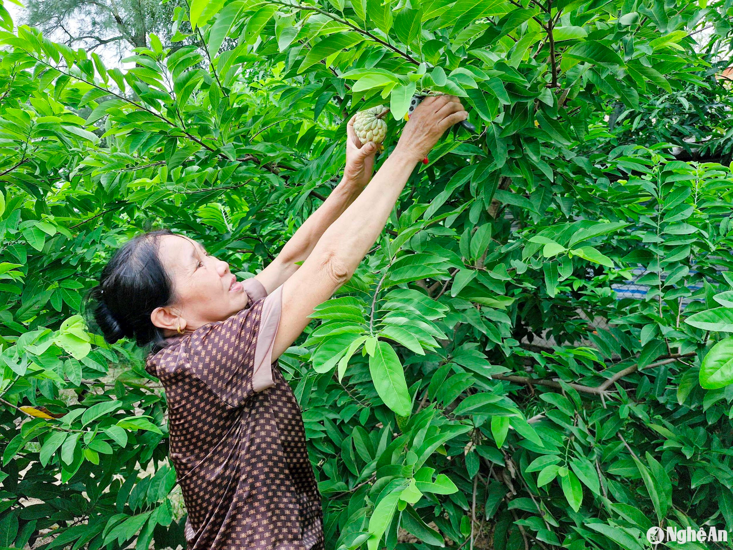 Trung bình mỗi gốc na thời kỳ kinh doanh cho thuâ nhập từ 1-1,5 triệu đồng/gốc. Ảnh: Thanh Phúc