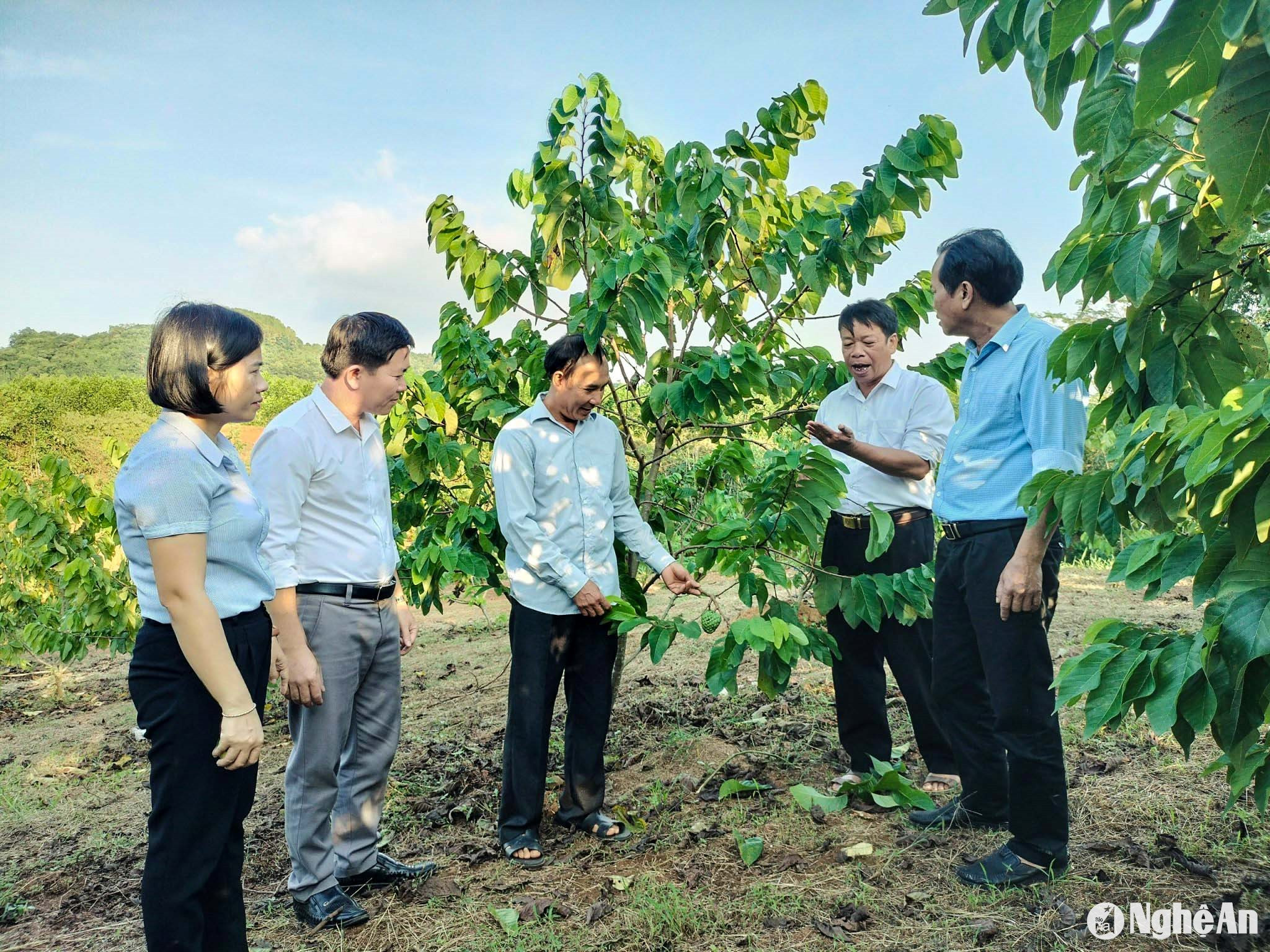  Nông dân Nghĩa Đàn đưa giống na mới vào trồng, qua thử nghiệm cho năng suất, chất lượng cao. Ảnh: Thanh Phs