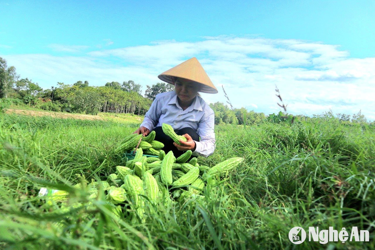 Các hộ dân ở Trung Sơn thu hoạch hoa màu trên bãi bồi trước khi mùa mưa lũ đến. Ảnh: Thanh Phúc