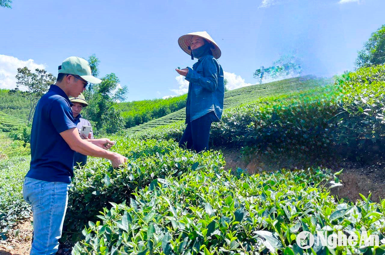 Doanh nghiệp khảo sát, đánh giá chất lượng chè hữu cơ Bình Sơn. Ảnh: T.P