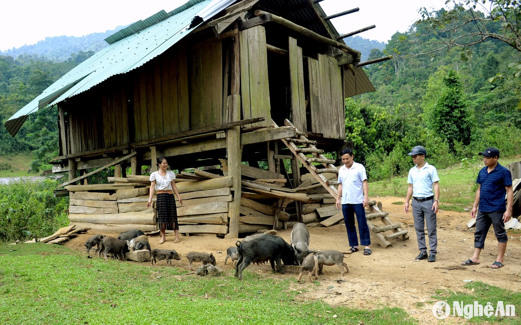 Chị Ngân Thị Tấm chăm sóc đàn lợn đen bản địa tại khu vực thung lung Huồi Kháng. Ảnh Xuân Hoàng