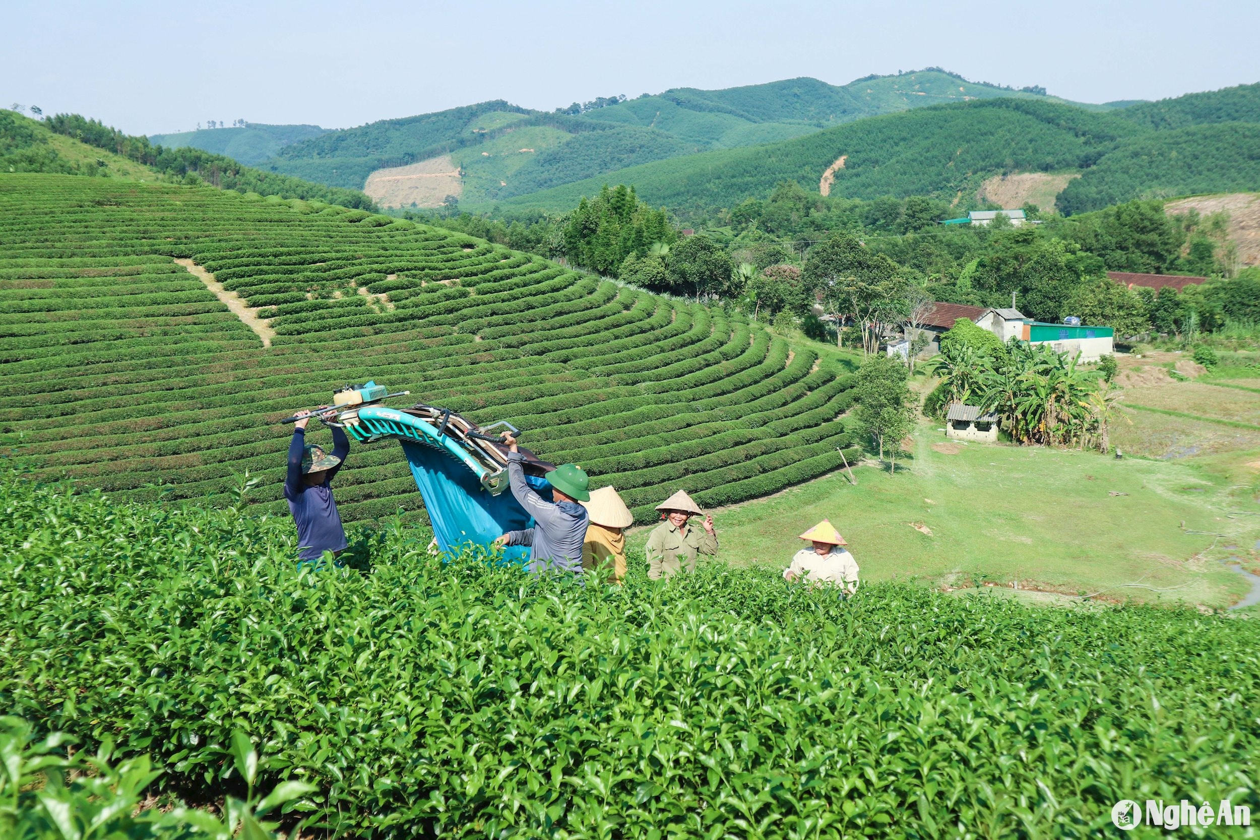 Canh tác hữu cơ là xu hướng tất yếu song việc chuyển đổi gặp không ít khó khăn. Ảnh: T.P