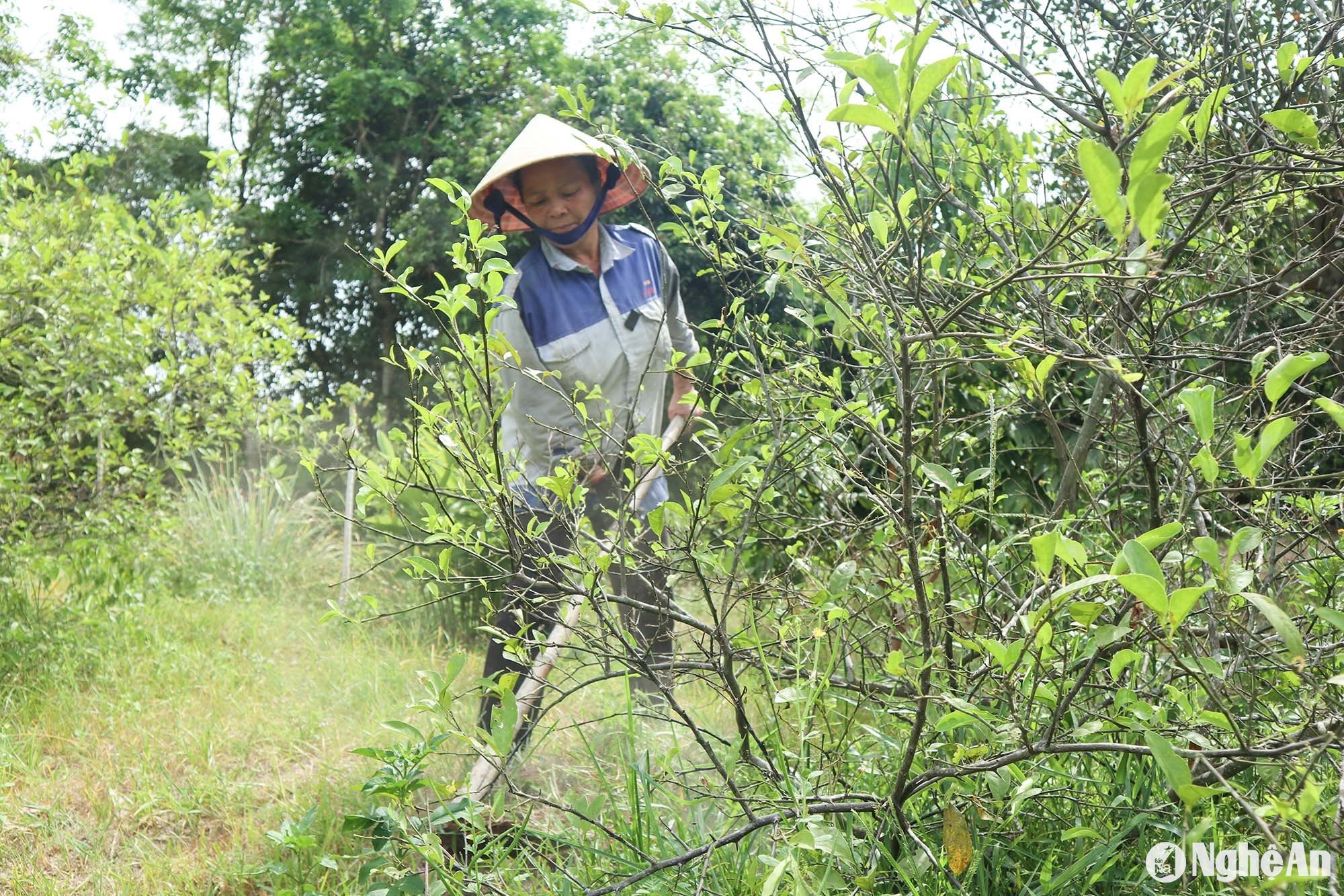 Cuốc đất quanh tá để phơi đất. Ảnh: T.P