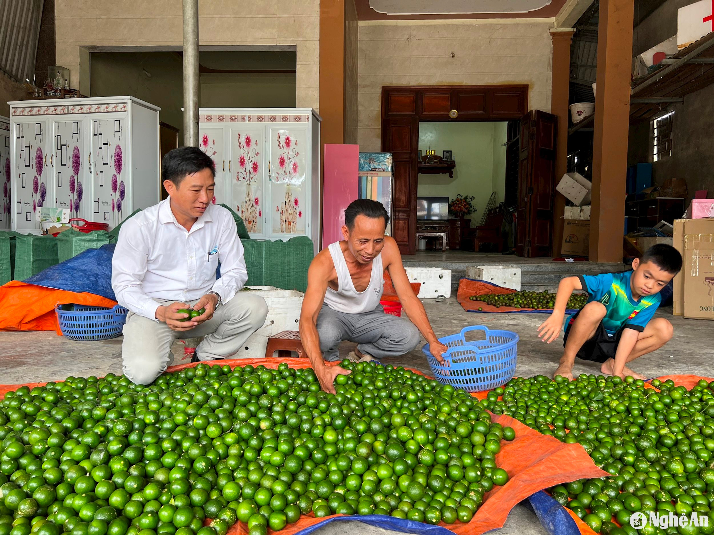 Thương lái ở Hưng Yên Nam (Hưng Nguyên) thu mua chanh. Ảnh: T.P