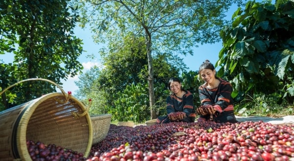 Giá cà phê tăng phi mã, hiệp hội cà phê khuyến cáo gì? - Tạp chí Tài chính