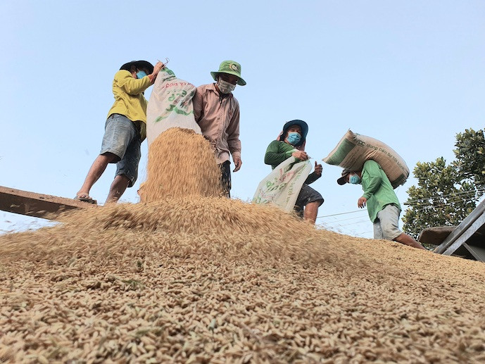 Giá lúa gạo hôm nay 8/8: Giá gạo thành phẩm tăng 50 - 100 đồng/kg