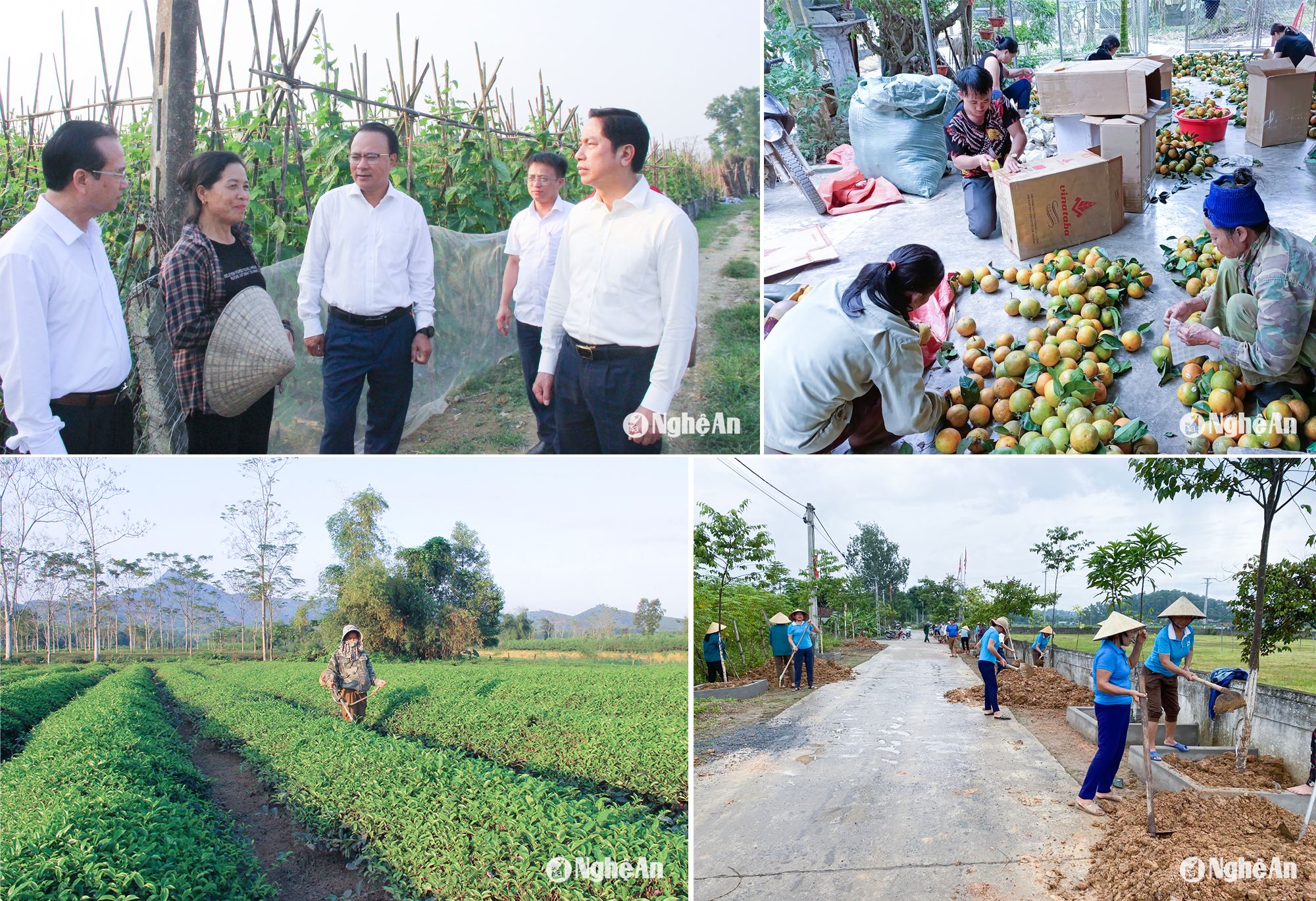 Lãnh đạo HĐND tỉnh và huyện Thanh Chương tìm hiểu mô hình phát triển kinh tế của người dân; Sản phẩm cam hữu cơ Thanh Chương đang khẳng định giá trị trên thị trường; Huỵện Thanh Chương hiện có hơn 4.800 ha chè được định hướng chuyển sang sản xuất hữu cơ; Cán bộ, hội viên Phụ nữ và người dân ra quân chỉnh trang bồn hoa, cây cảnh. Ảnh: Mai Hoa
