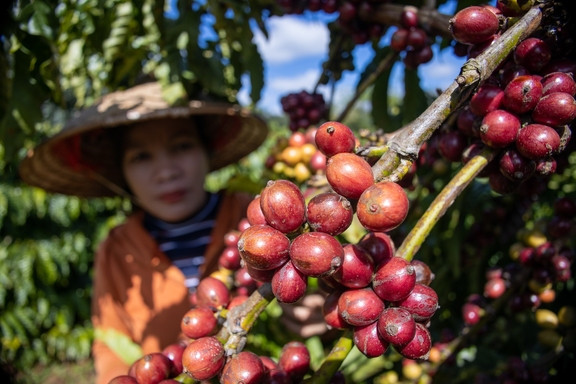 Giá cà phê robusta bất ngờ giảm nhiệt