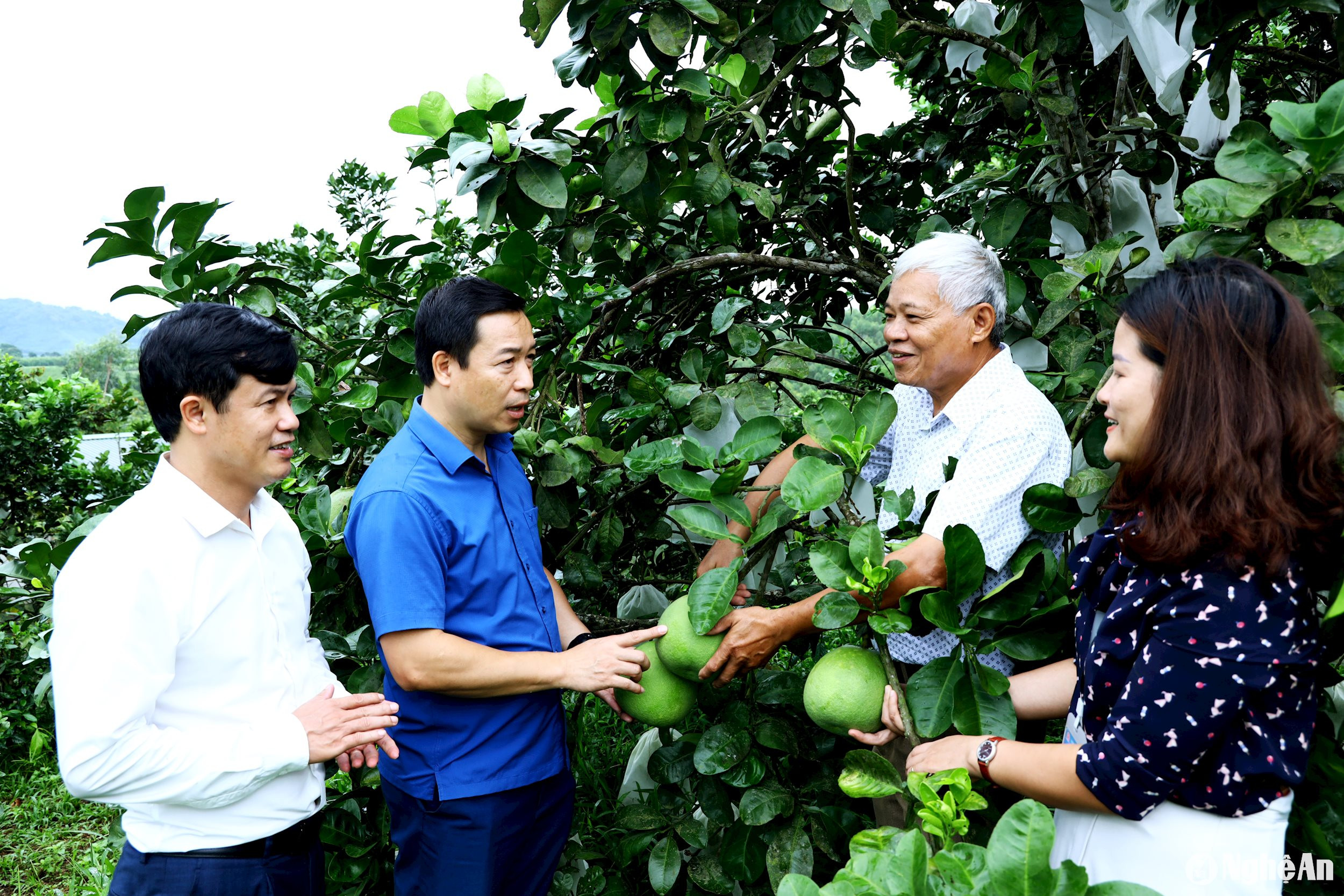 Đồng chí Trần Khánh Sơn - Phó Bí thư Thường trực Thị ủy Thái Hòa cùng lãnh đạo phường Long Sơn thăm mô hình trang trại hiệu quả kinh tế cao của ông Lô Văn Lợi (phường Long Sơn). Hiện thu nhập bình quân ở phường Long Sơn đạt 65 triệu đồng/người/năm. Ảnh: Nguyên Nguyên