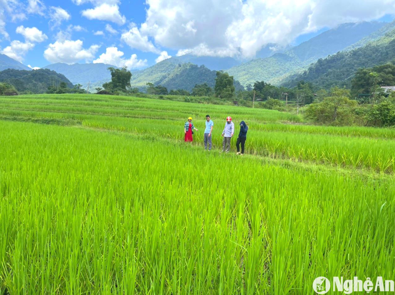 mo-hinh-trong-lua-nep-cay-noi-o-ban-pieng-lang-xa-nam-giai-que-phong.-anh-kl(1).jpg