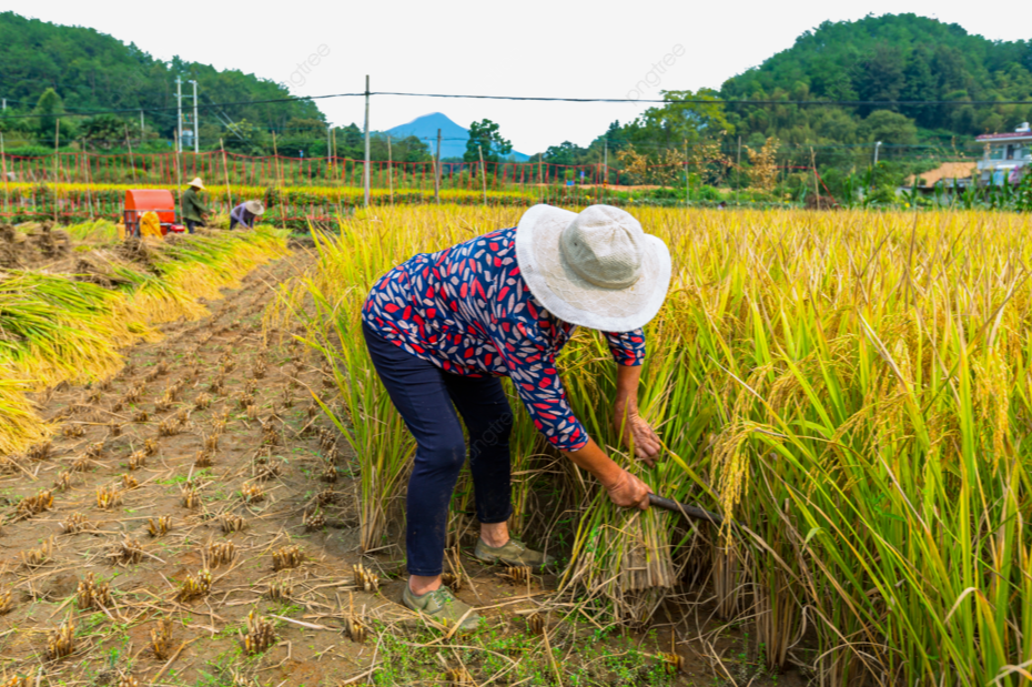 Giá lúa gạo 13/8/2024: Tăng nhẹ