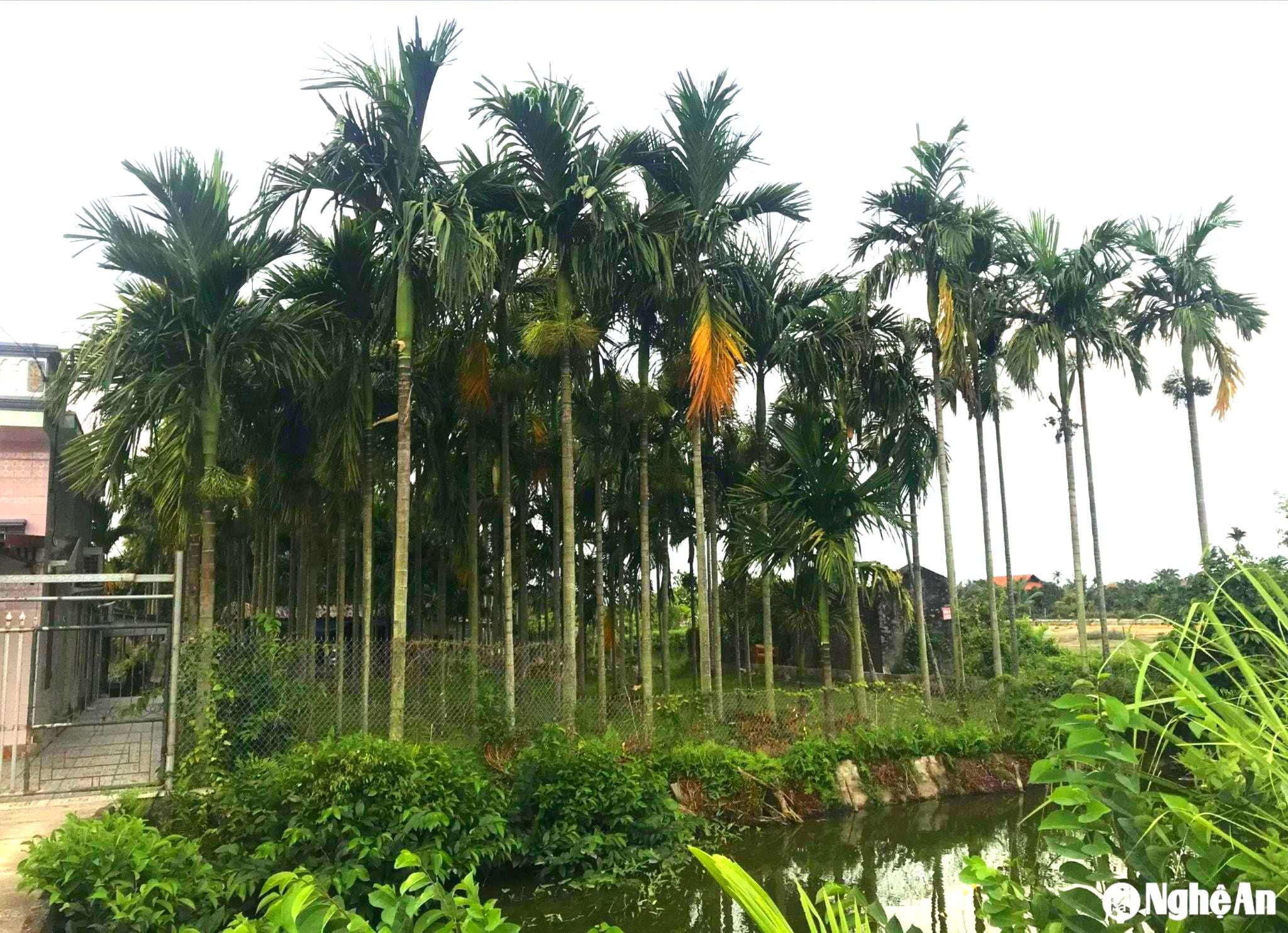 Cau là cây trồng phổ biến ở nhiều địa phương vùng bán sơn địa: Thanh Chương, Đô Lương, Anh Sơn... Ảnh: T.P