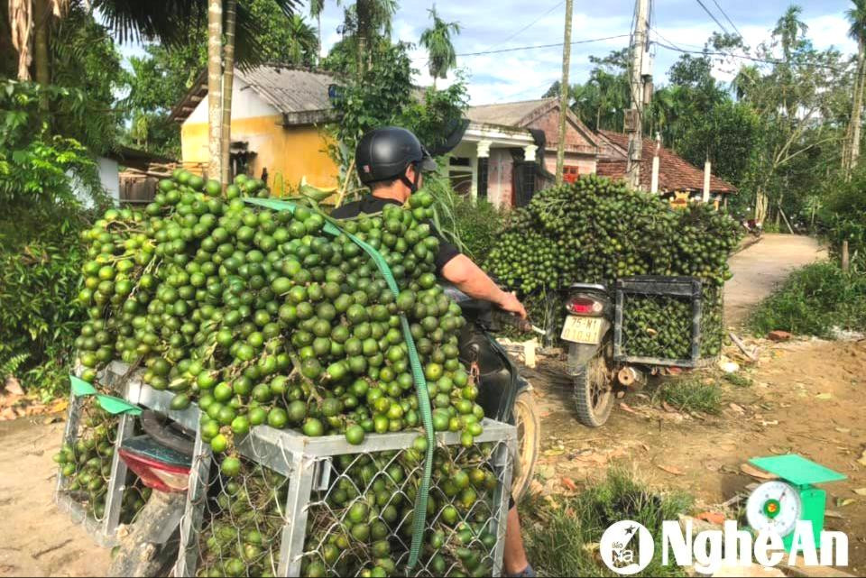 Thương lái thu mua cau với giá cao khi Trung Quốc tăng nhập khẩu cau sấy. Ảnh: T.P