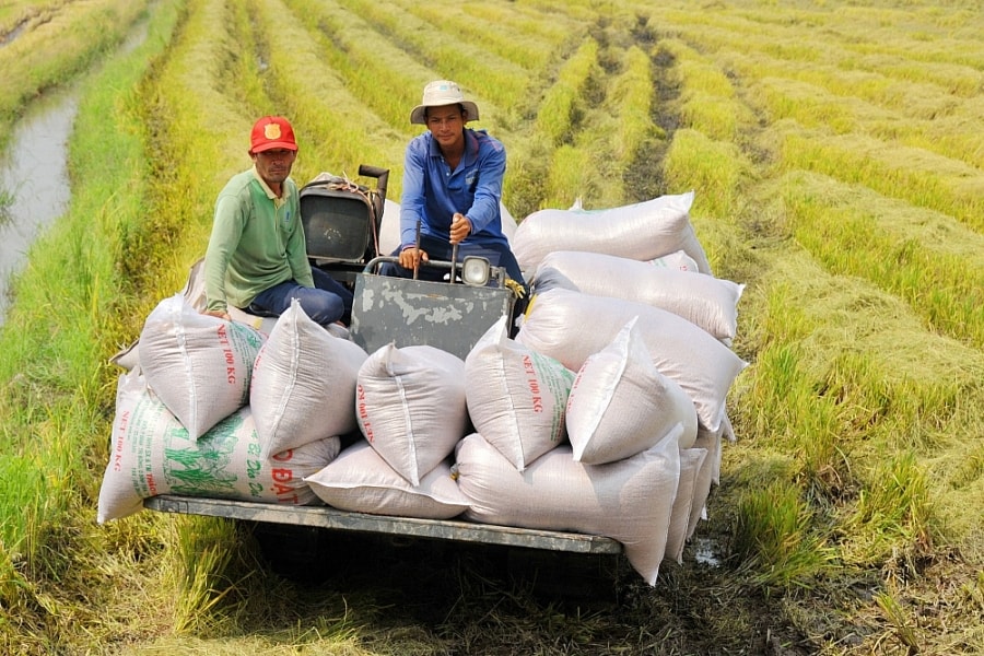 Giá lúa gạo hôm nay 14/8: Tăng đồng loạt