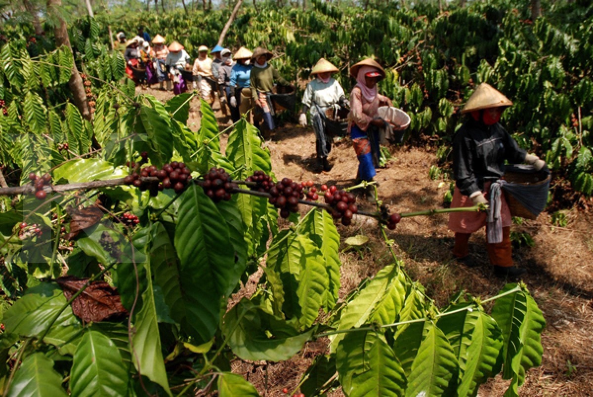 Aroma klasik kopi Banaran