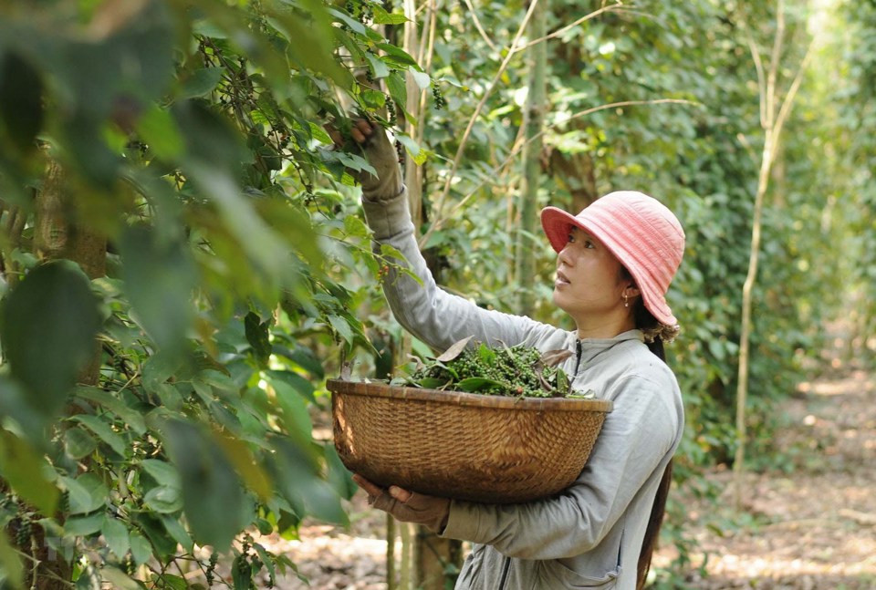 Giá tiêu hôm nay 15/8/2024: Tiếp đà tăng mạnh