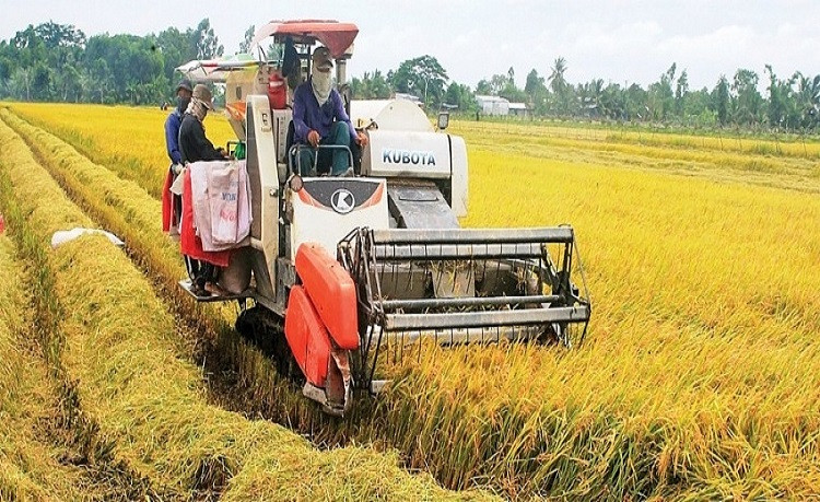 Giá lúa gạo hôm nay ngày 15/8