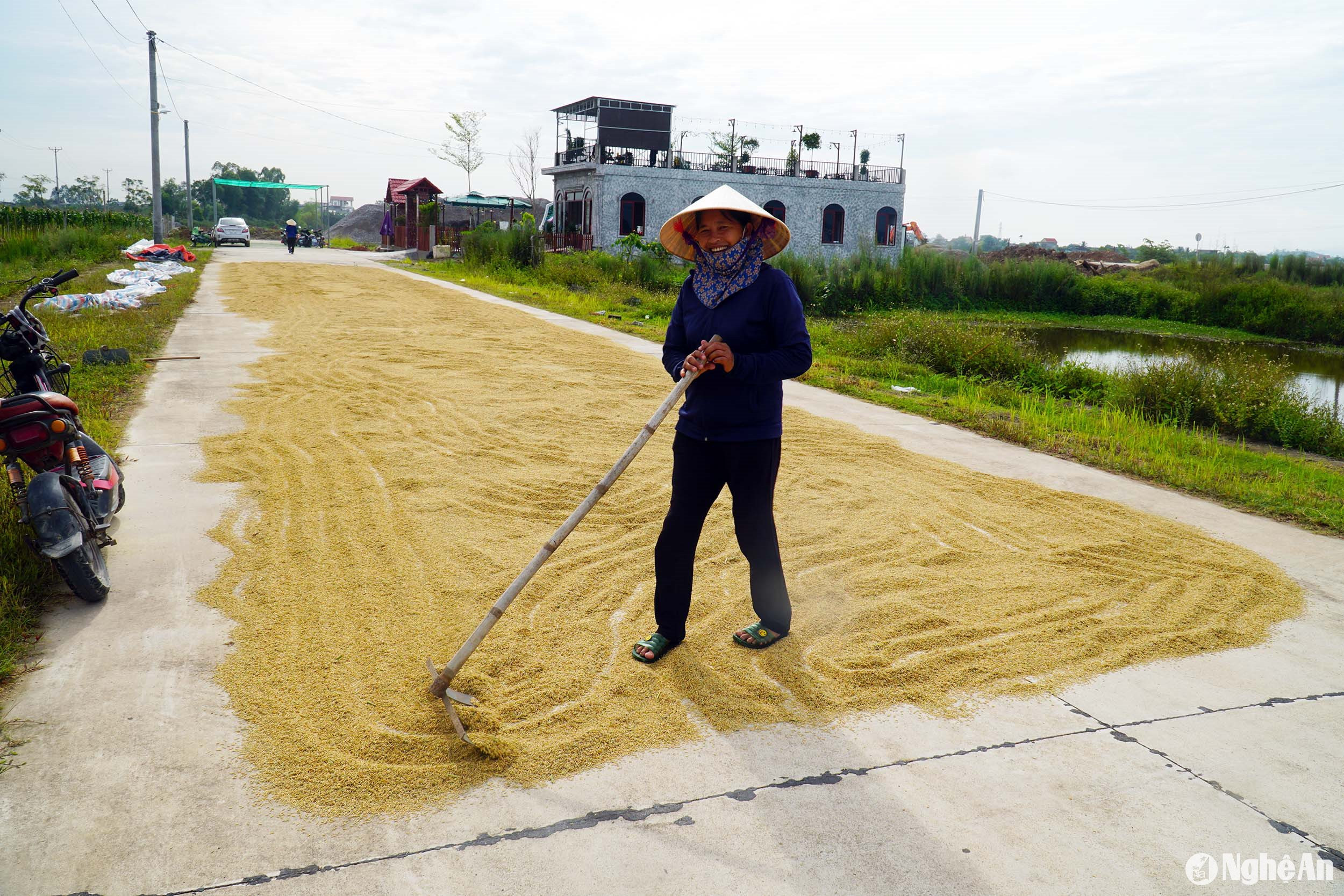  Chị Tạ Thị Nga cui vẻ cho biết giá lúa năm nay cao hơn hẳn vụ hè thu năm ngoái. Ảnh- Phú Hương