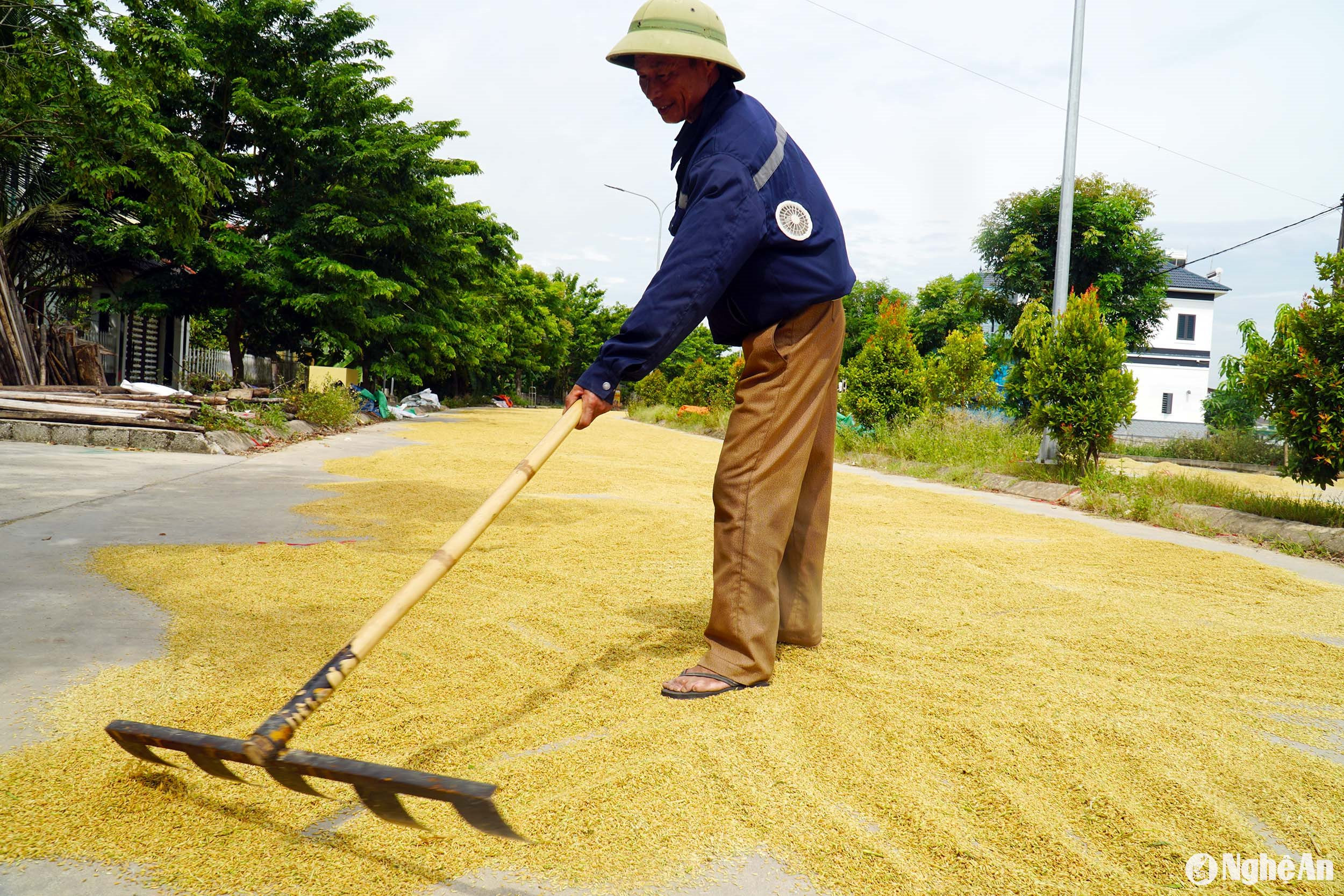  Lúa hè thu ở Yên Thành hạt đẹp, giá bán tăng cao. Ảnh- Phú Hương