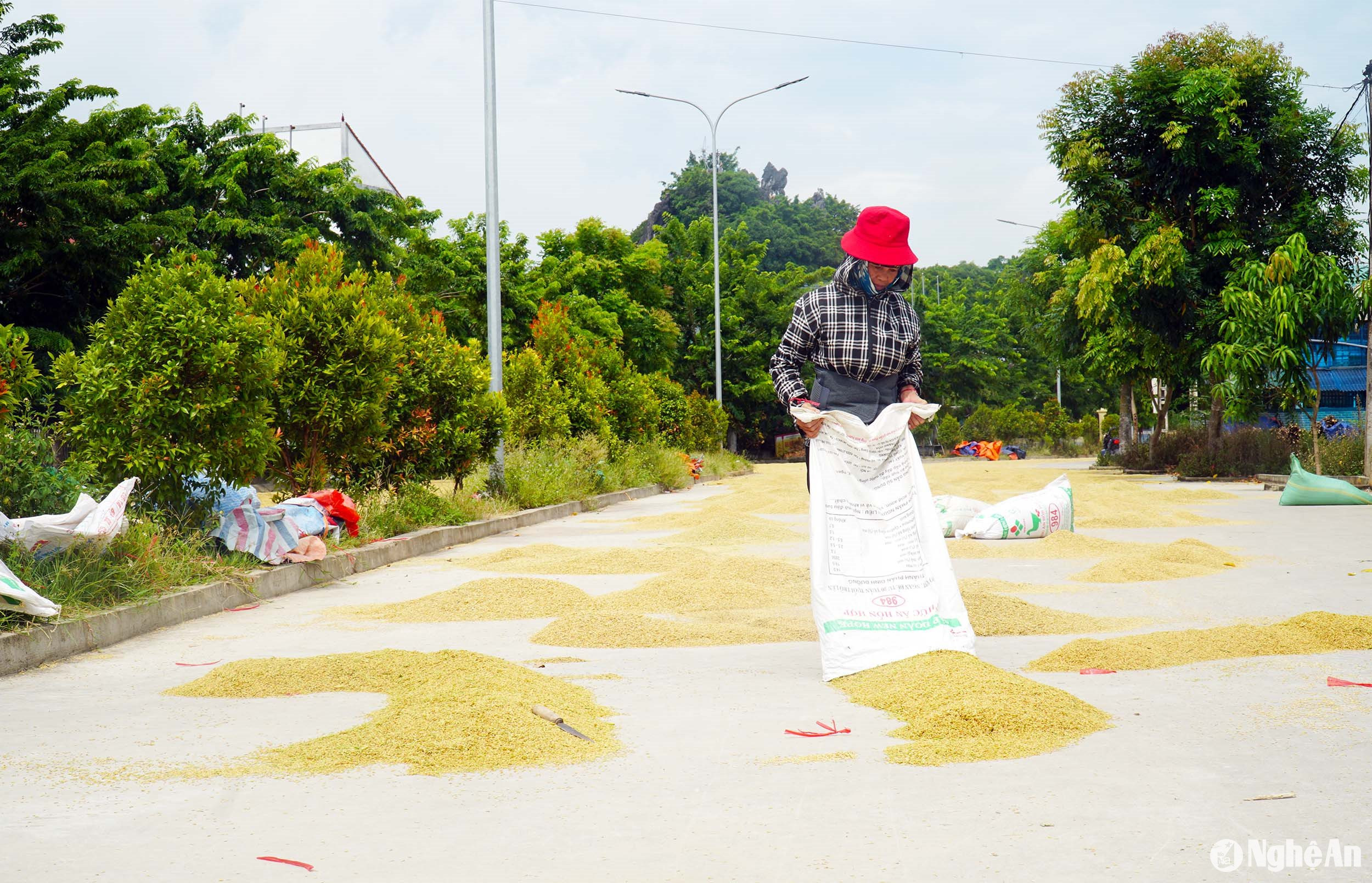 Vụ hè thu năm nay, bà Nguyễn Thị Nghiêm dự kiến thu mua khoảng 300 tấn lúa. Ảnh: Phú Hương