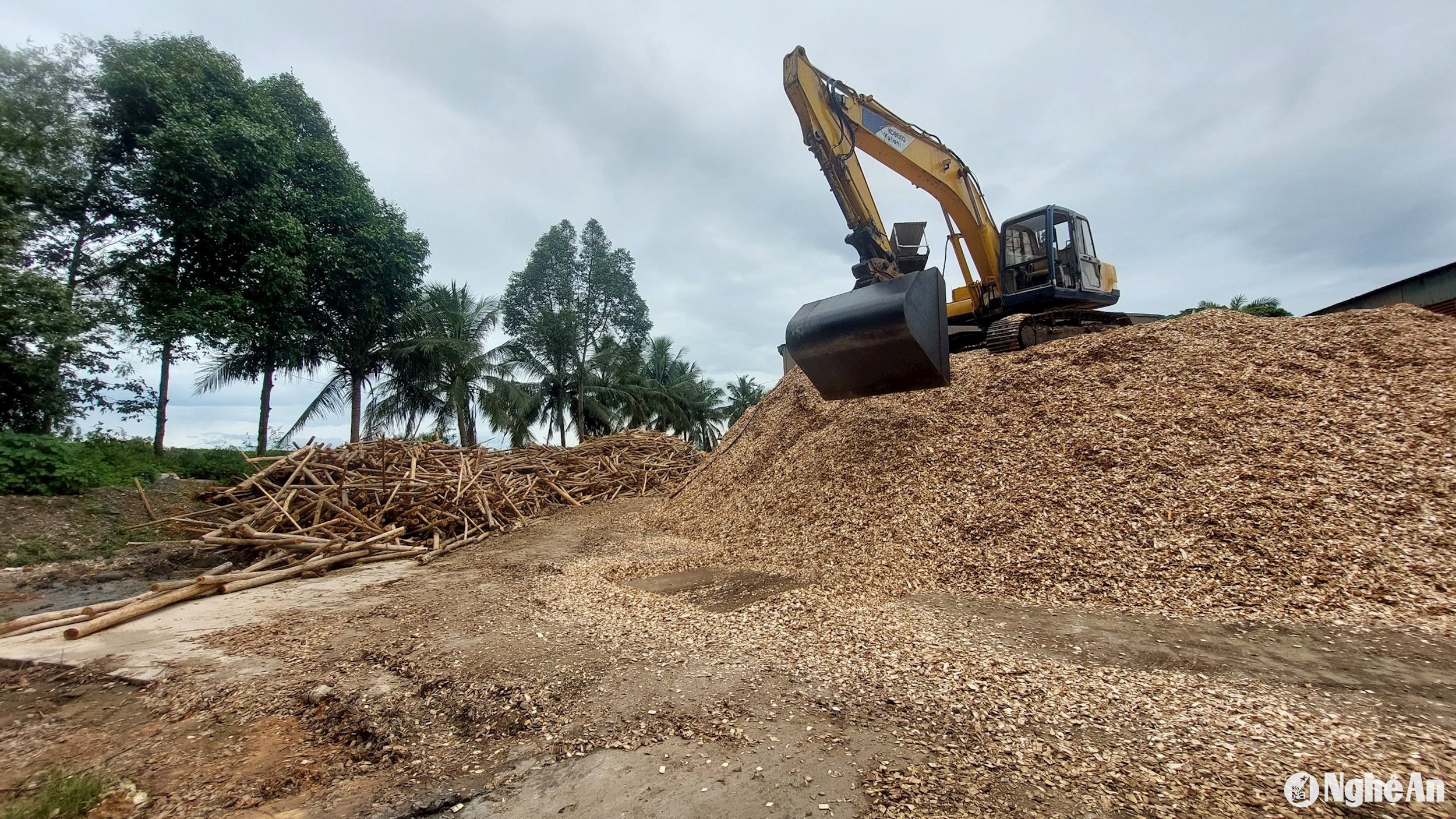 Dăm gỗ tại xưởng chế biến thuộc Công ty CP Thương mại và Chế biến Lâm sản Tuyên Quang tại xã Kỳ Sơn, huyện Tân Kỳ. Ảnh: Thành Cường