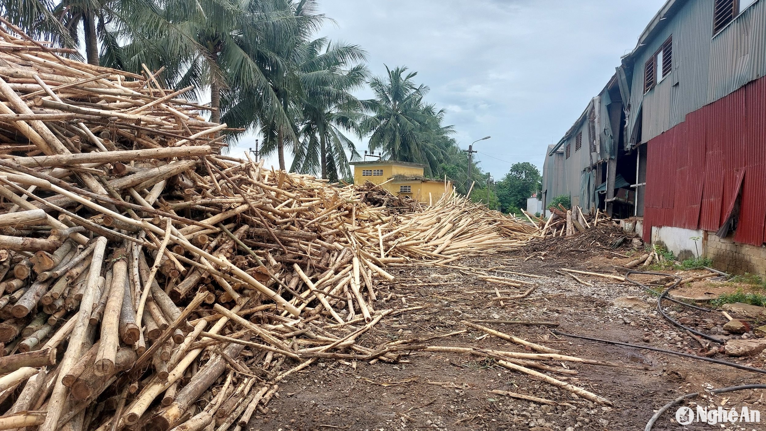 Gỗ keo tại xưởng chế biến gỗ dăm của Công ty CP Thương mại và Chế biến Lâm sản Tuyên Quang. Ảnh: Thành Cường