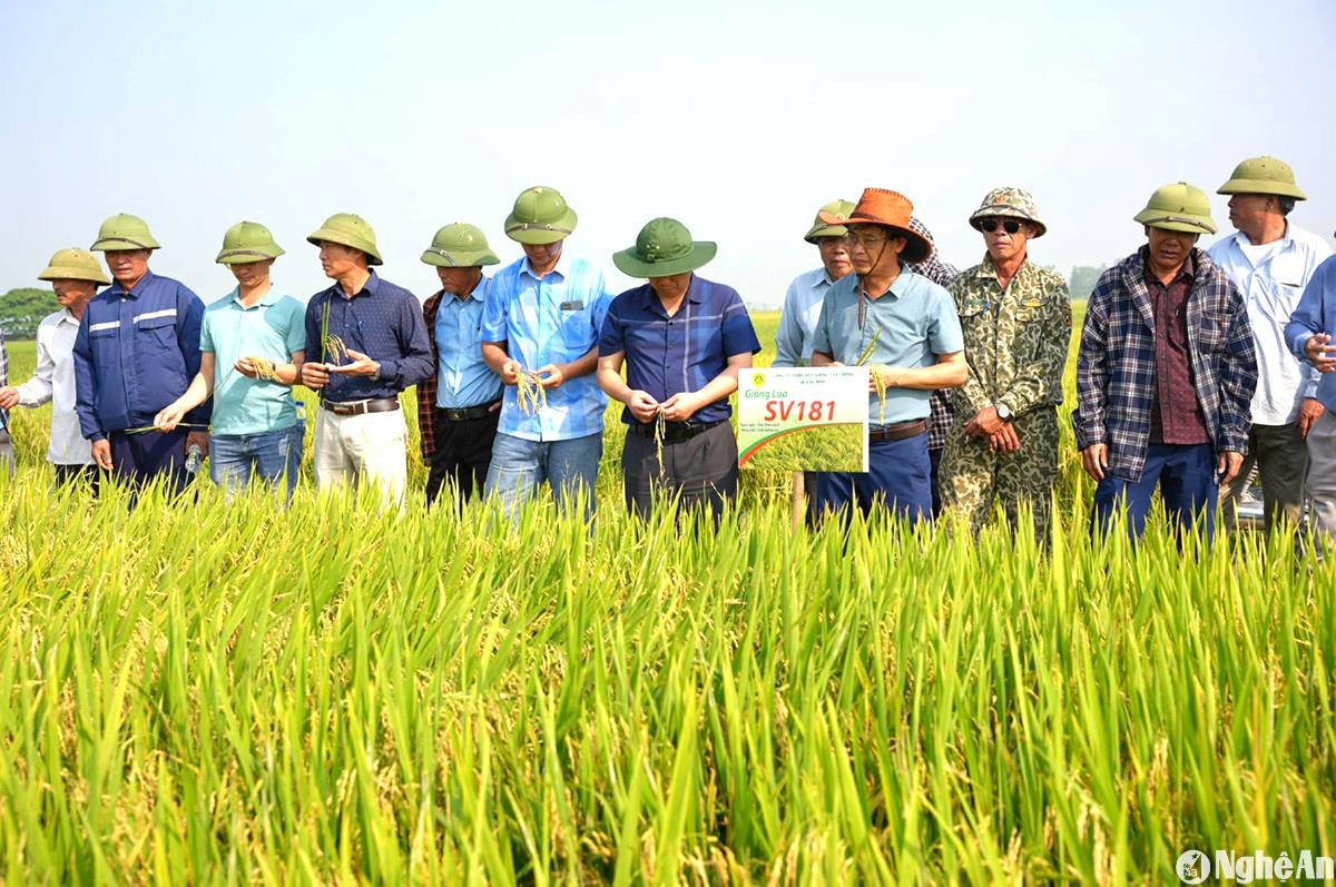 sau-chuyen-doi-nhieu-canh-dong-lon-o-huyen-hung-nguyen-chi-co-cau-1-giong-lua-chat-luong-cao-nang-suat-vuot-troi.-anh-tp(1).jpg