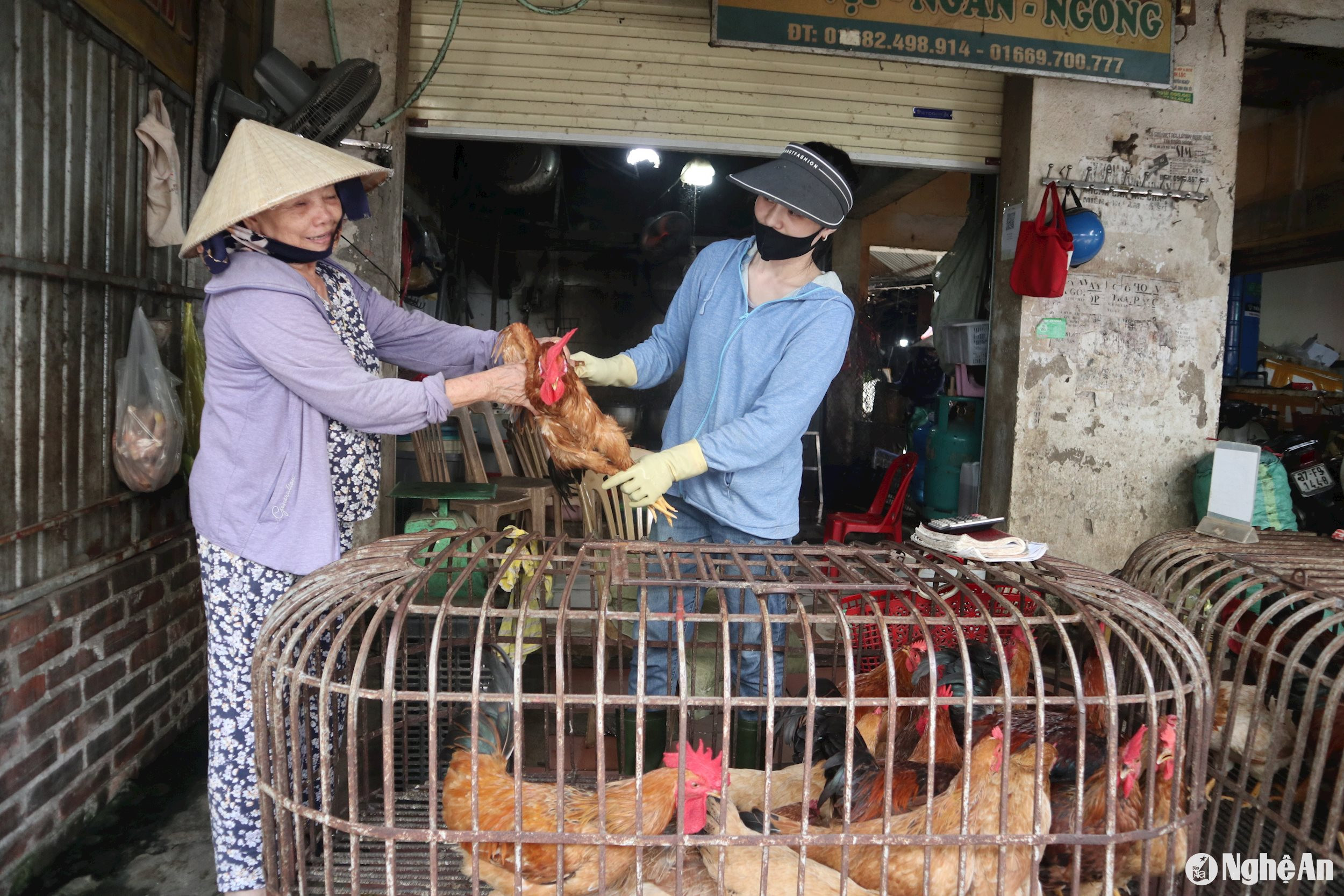 Giá gà trống làm cỗ cúng tăng nhẹ. Ảnh: T.P