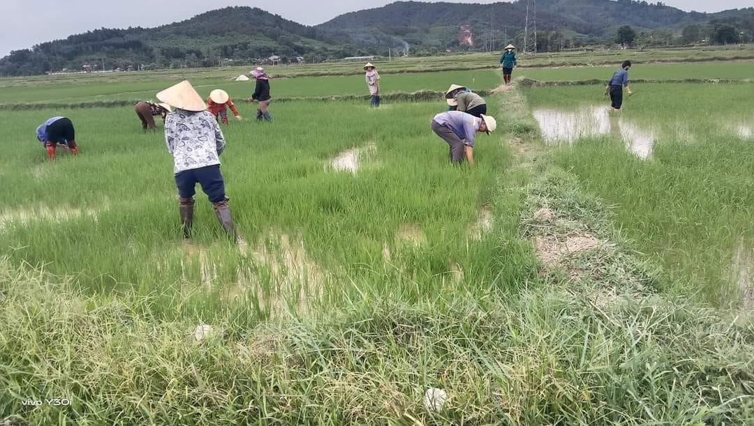 Người dân xã Hòa Sơn giúp gia đình chị Thanh cấy lúa khi hai vợ chồng phải đi viện