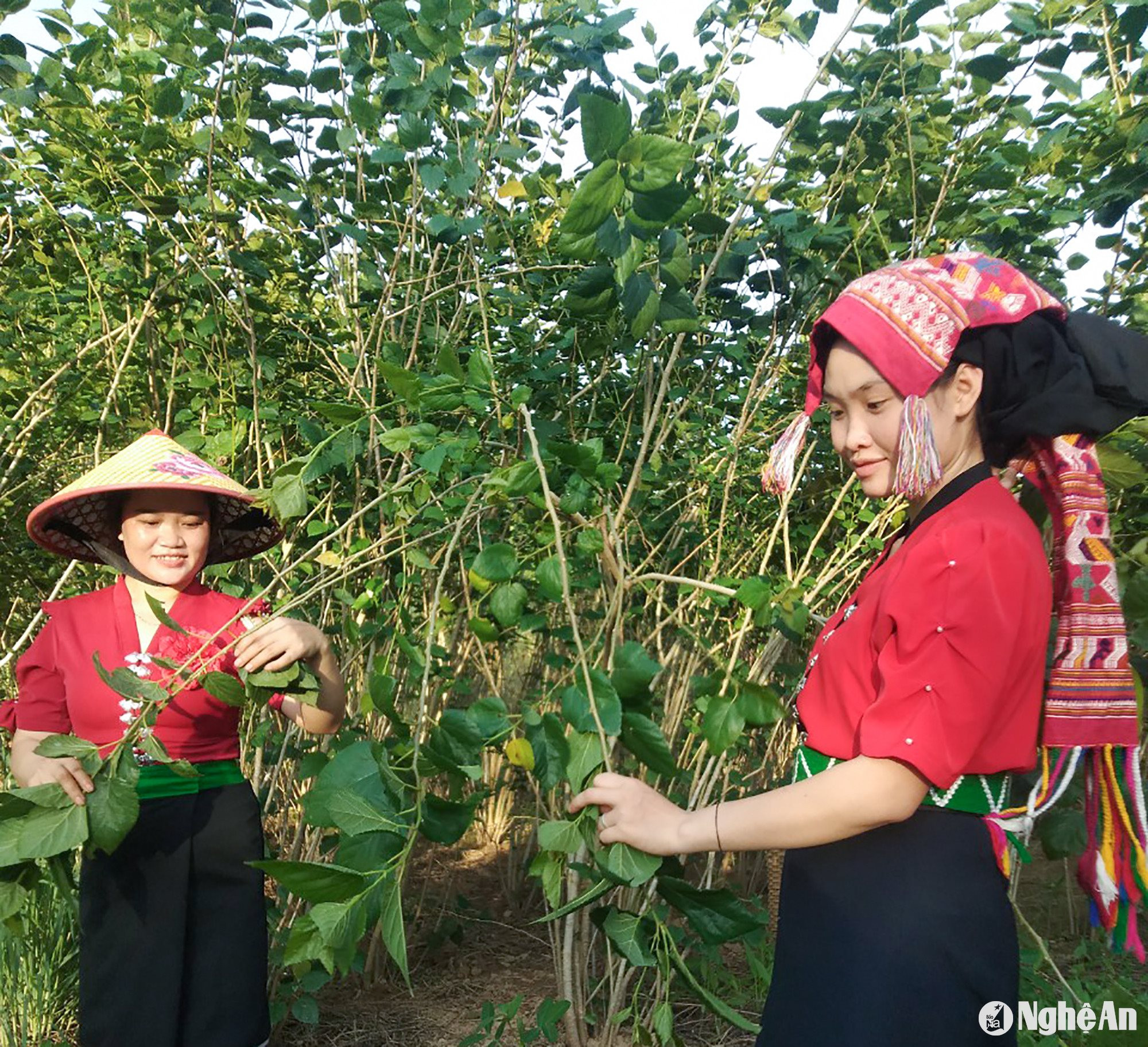  Mô hình trồng dâu, nuôi tằm, dệt vải tại xã Cắm Muộn, huyện Quế Phong. Ảnh- Mai Hoa