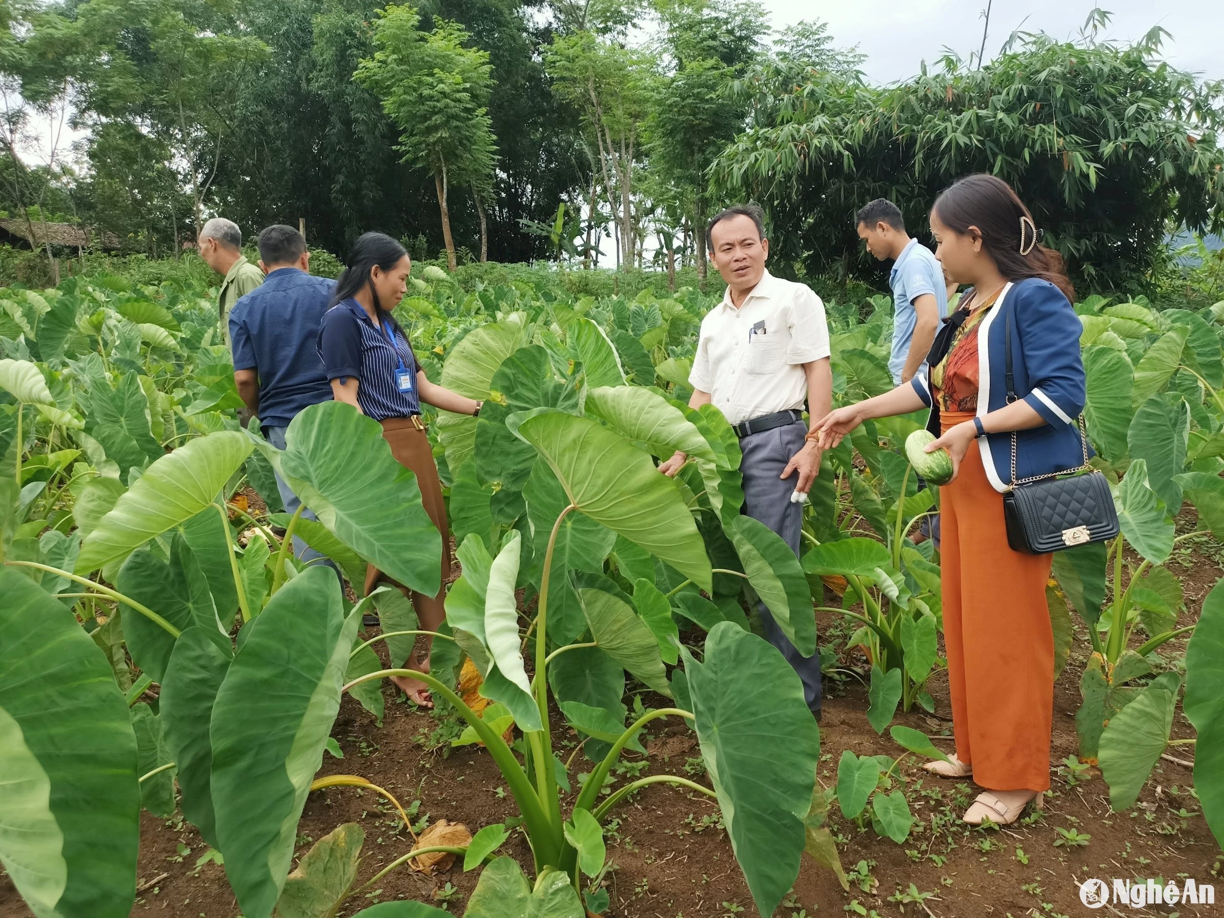  Thông qua %22dân vận khéo%22 cải tạo tạp, trồng cây khoai sọ đem lại hiệu quả tại xã Nậm Giải, huyện Quế Phong. Ảnh CSCC