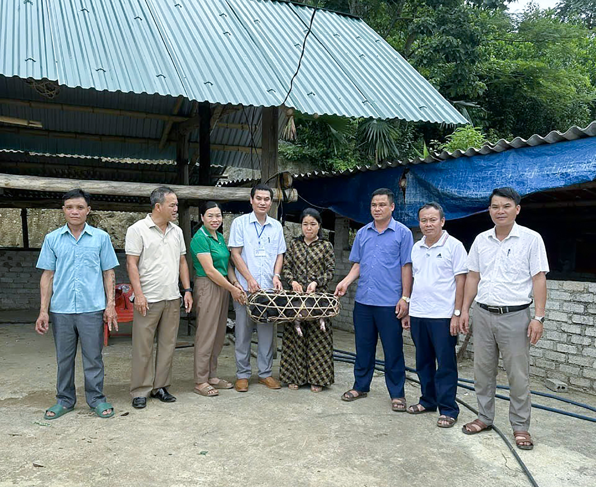  Xây dựng mô hình chăn nuôi lợn đen gắn với hỗ trợ con giống của huyện Quế Phong. Ảnh CSCC