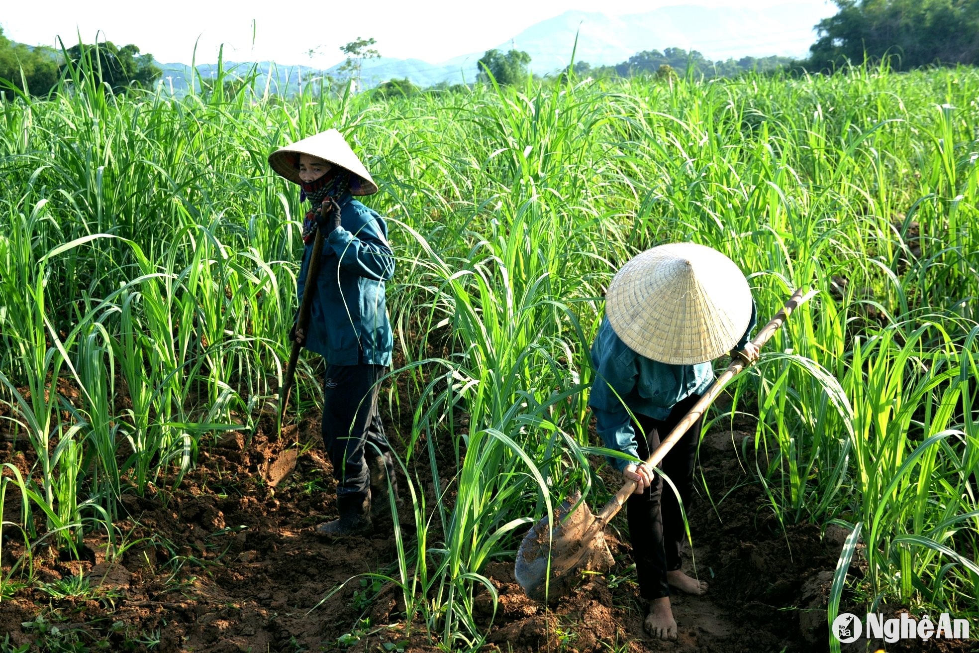 những ruộng mía trồng muộn, bà con tích cực chăm sóc để đạt năng suất cao