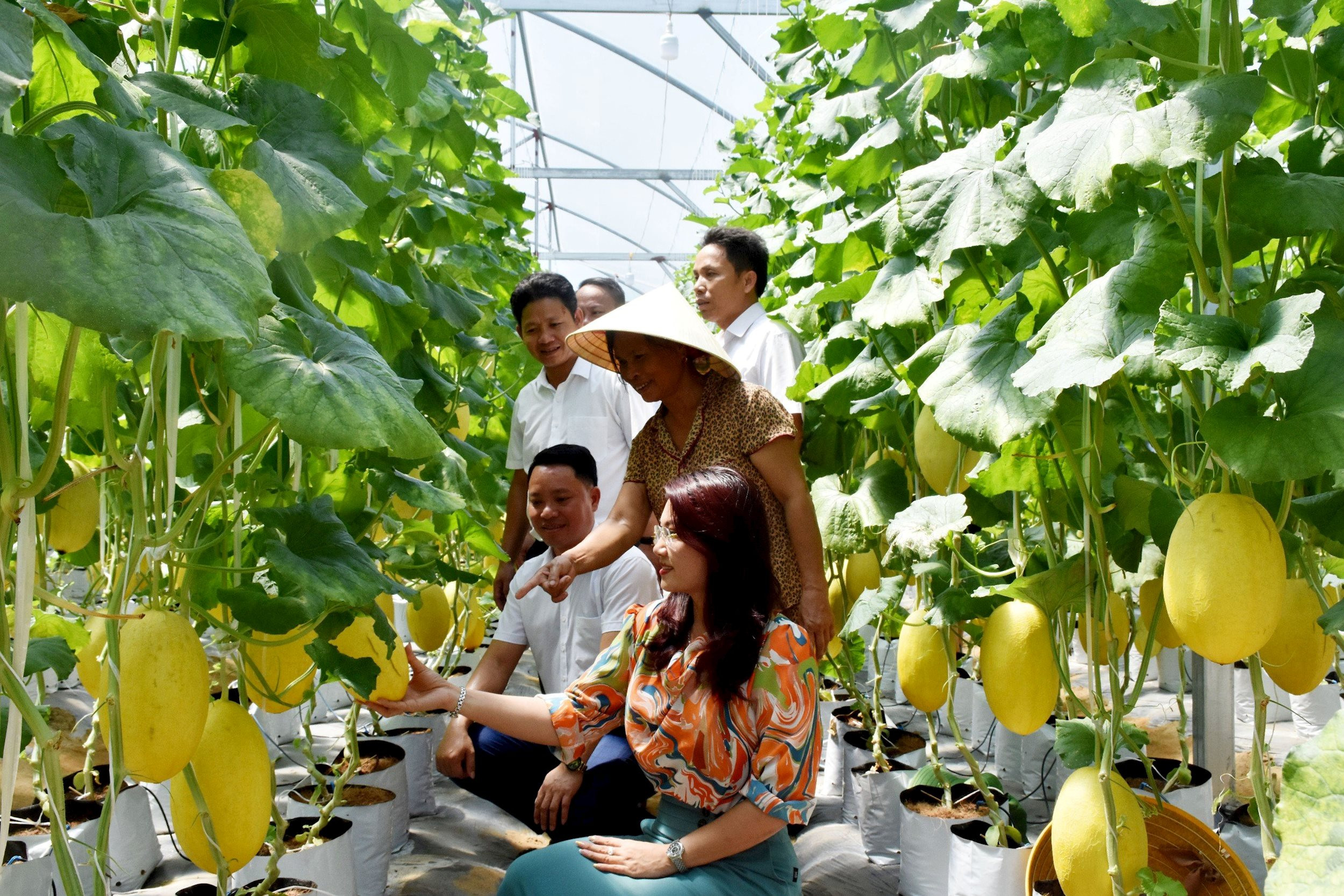 Mô hình dưa lưới đầu tiên ở Nghi Hương trồng trong nhà màng cho thu nhập cao. Ảnh: Thu Hương