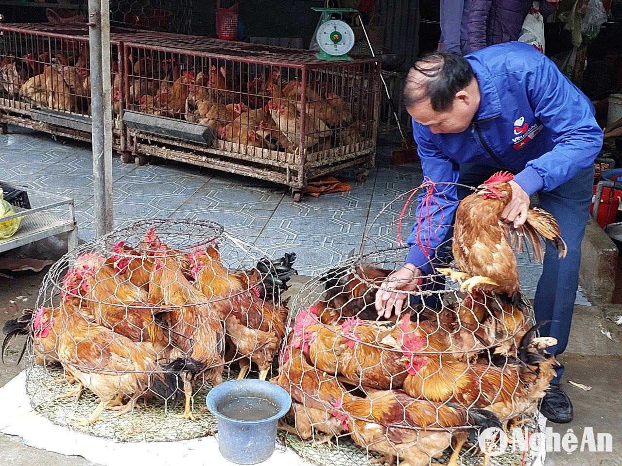 Cuối năm, nhu cầu gà trống làm cỗ cúng rất cao, giá bán vì thế cũng tăng theo. Ảnh: T.P