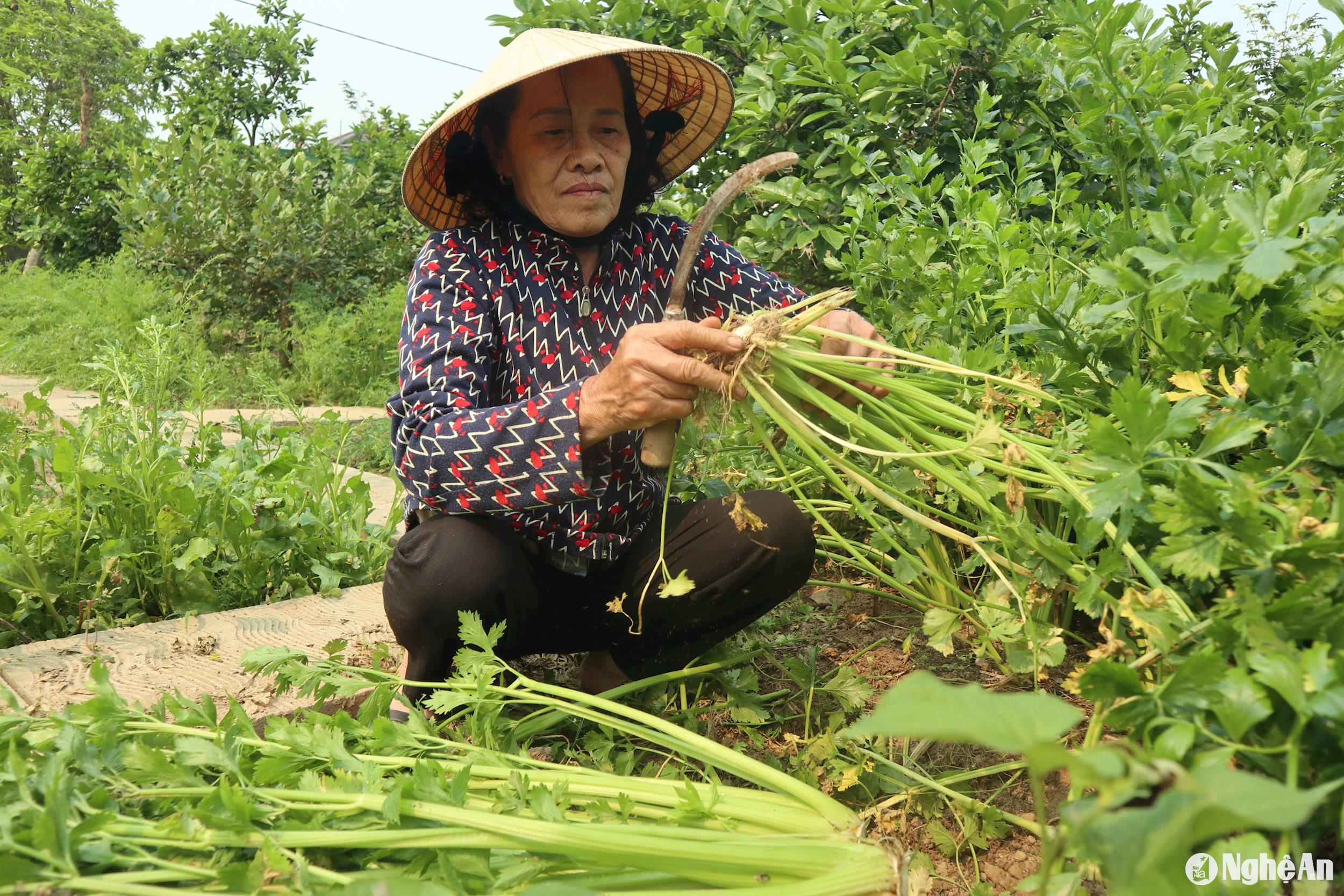 Mùa hè nhưng vườn bà Hợi vẫn xanh mướt với các loại rau trái vụ: cần tây, su hào, cà rốt... Ảnh: T.P