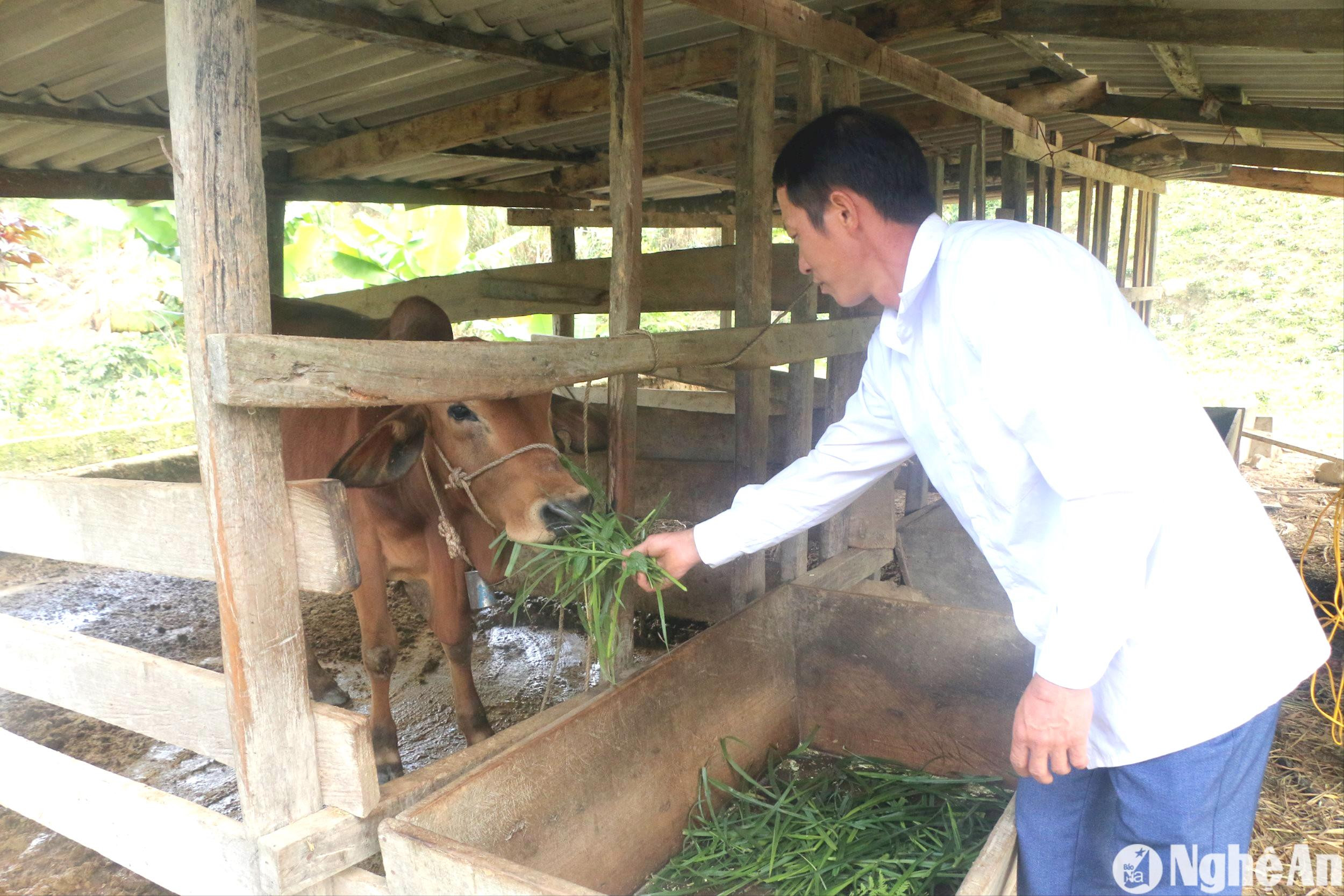 ben-canh-chan-nuoi-tha-vung-truong-ban-tham-tham-xa-nhon-mai-va-ba-ca-con-lam-chuong-trai-chac-chan-cho-trau-bo.anh-kl.jpg