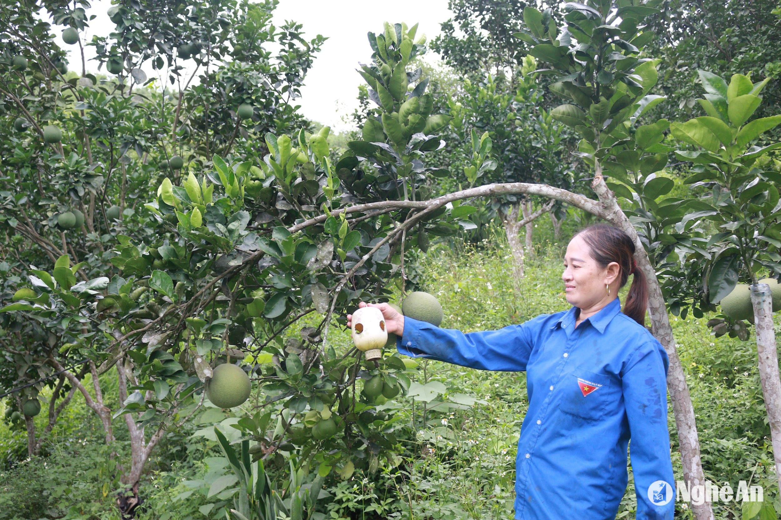 chi-vu-thi-tot-o-ban-cua-rao-2-xa-xa-luong-gioi-thieu-bay-bat-sau-bo-pha-hoai-cay-an-qua.jpg