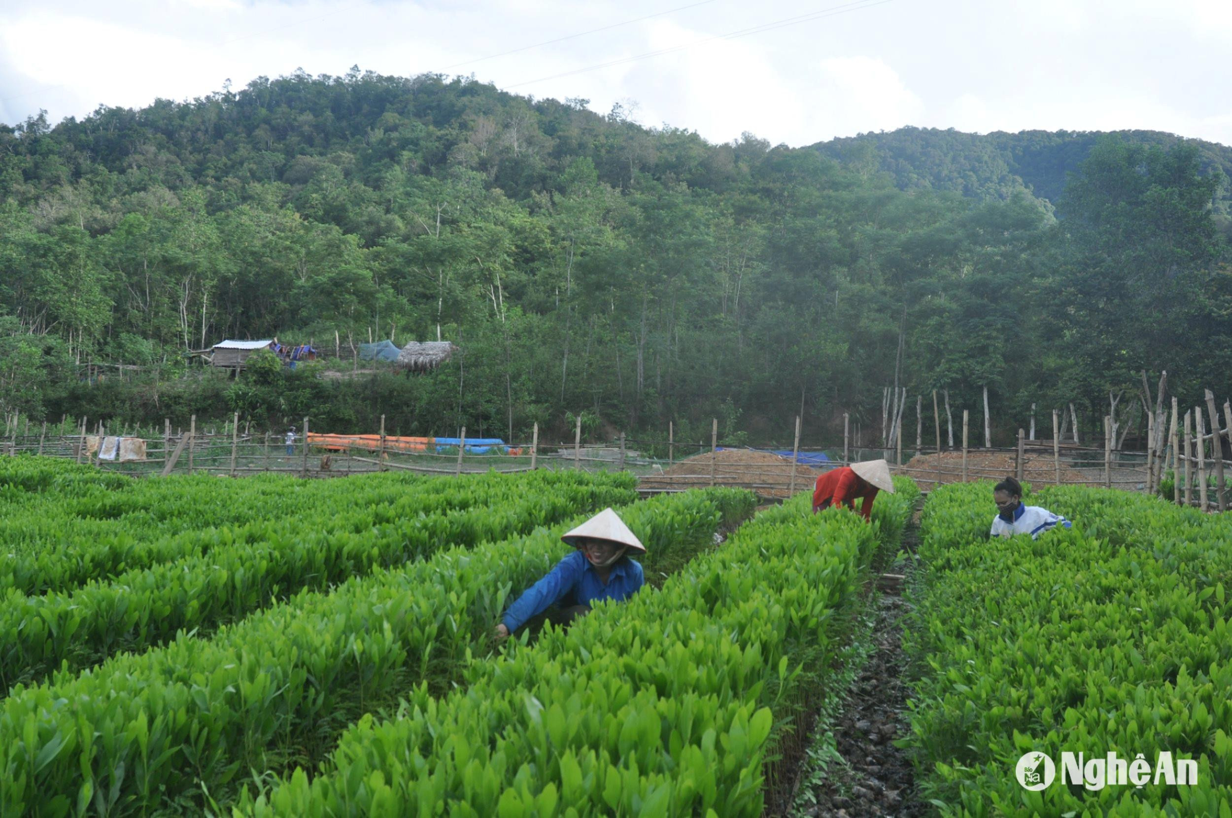 giong-keo-cap-phat-cho-cac-ho-trong-rung-duoc-chu-dong-ngay-tren-dia-ban-huyen-tuong-duong-1-.jpg