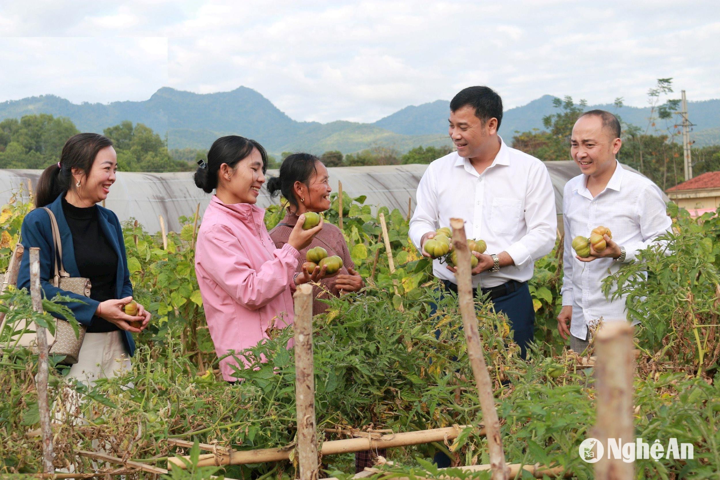 lanh-dao-huyen-tuong-duong-khao-sat-mo-hinh-trong-ca-chua-mui-tai-thi-tran-thach-giam.-anh-dc.jpg