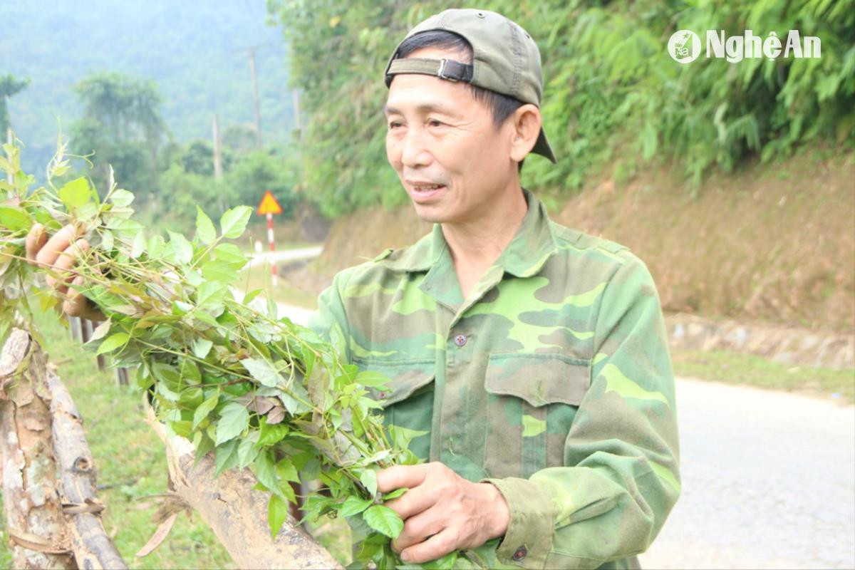 ong-lu-van-tiep-tru-o-ban-canh-toong-xa-yen-tinh-phan-khoi-vi-co-thu-nhap-tu-cay-che-day-1-(1).jpg